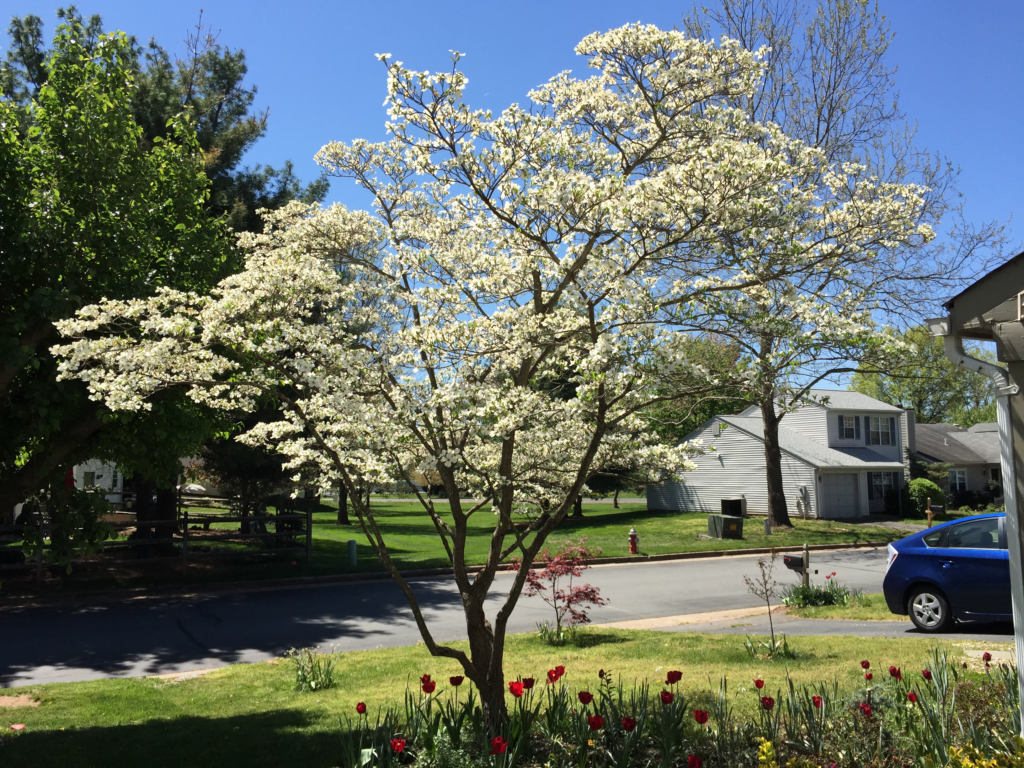 File:2016-04-20 12 10 40 White Flowering Dogwood blooming along ...