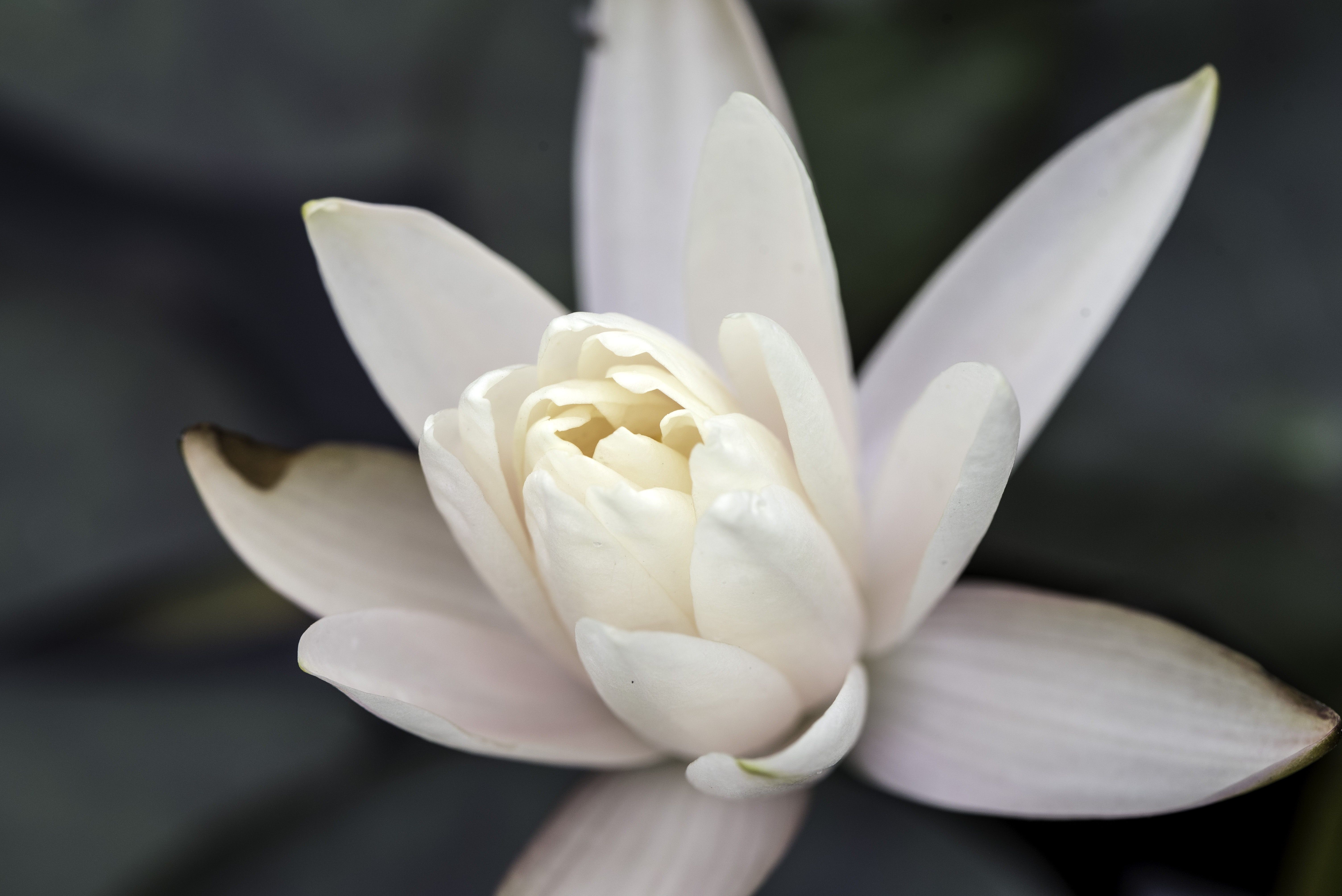 White Flower petals in a blooming flower image - Free stock photo ...