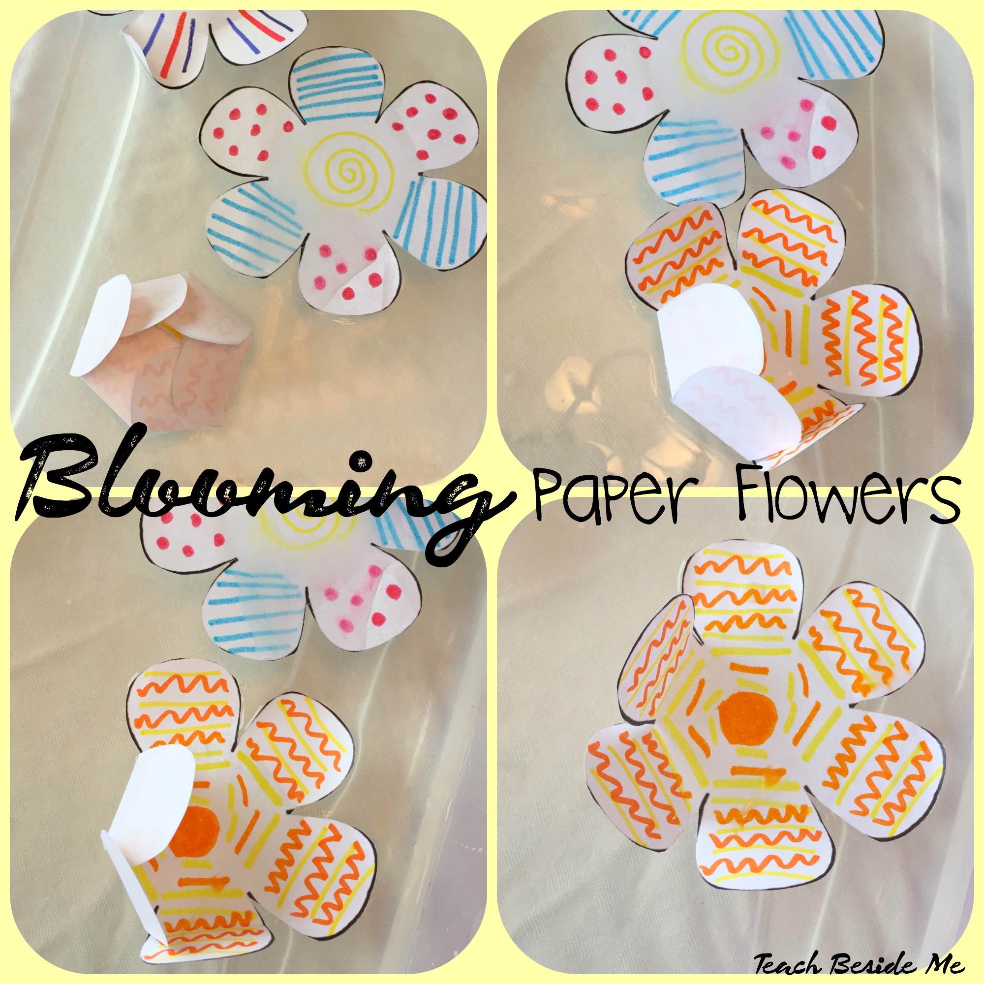 Blooming Paper Flowers Experiment - Teach Beside Me
