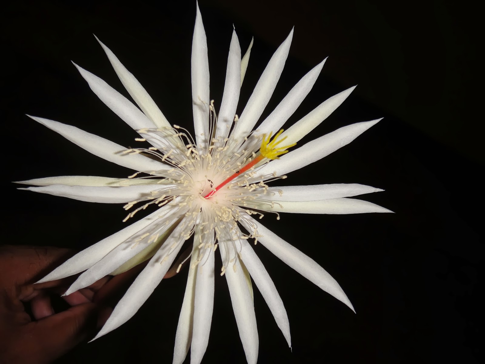 Kadupul (Epiphyllum) - queen of the night Flower Blooming - mihisaraTUBE