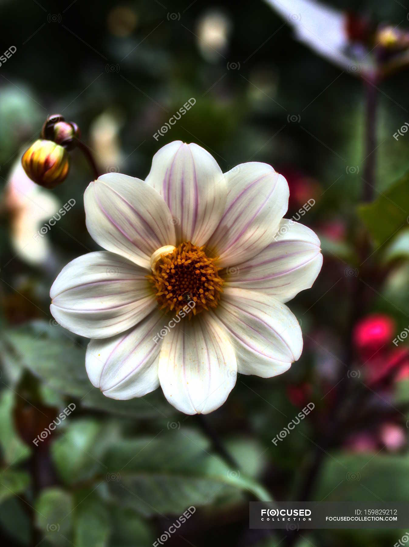 Blooming flower bud — Stock Photo | #159829212