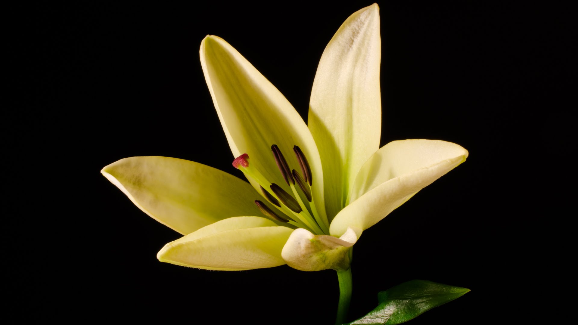 Lily - blooming flower time-lapse video HD - YouTube