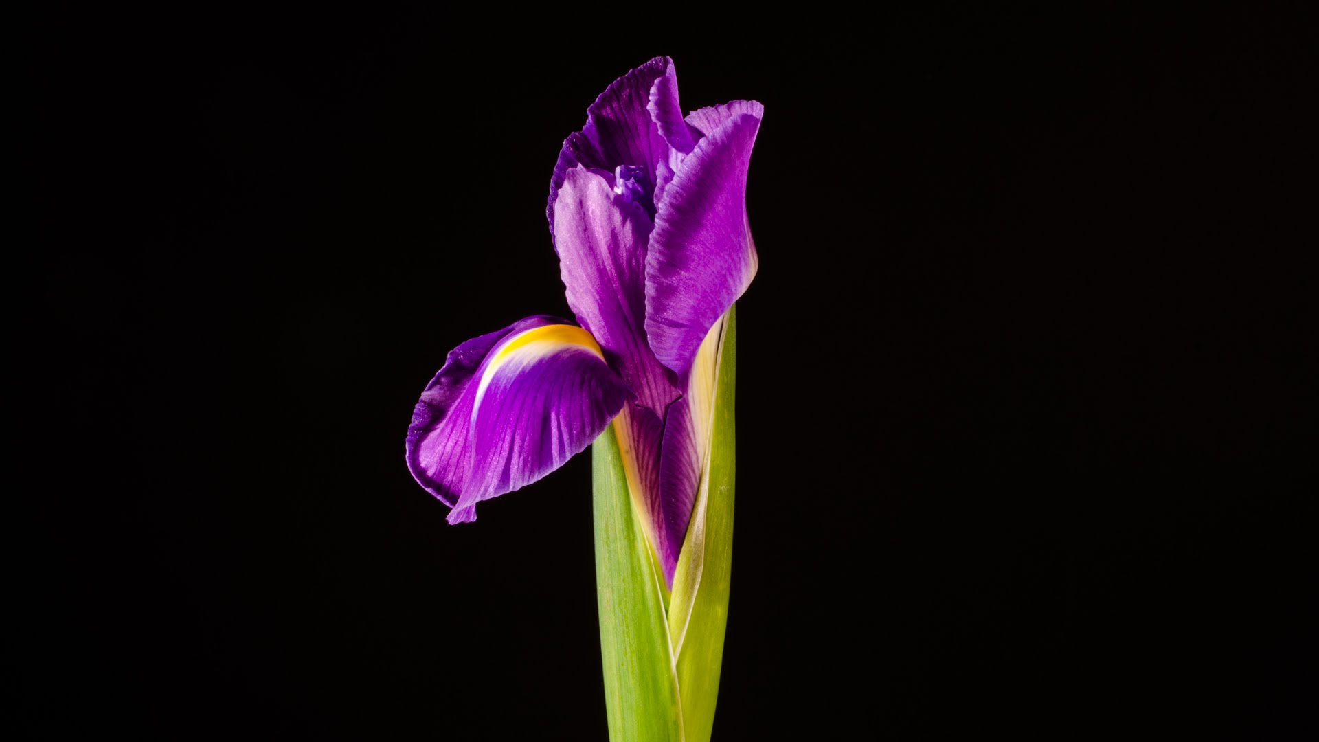 Iris - blooming flower time-lapse video HD - YouTube