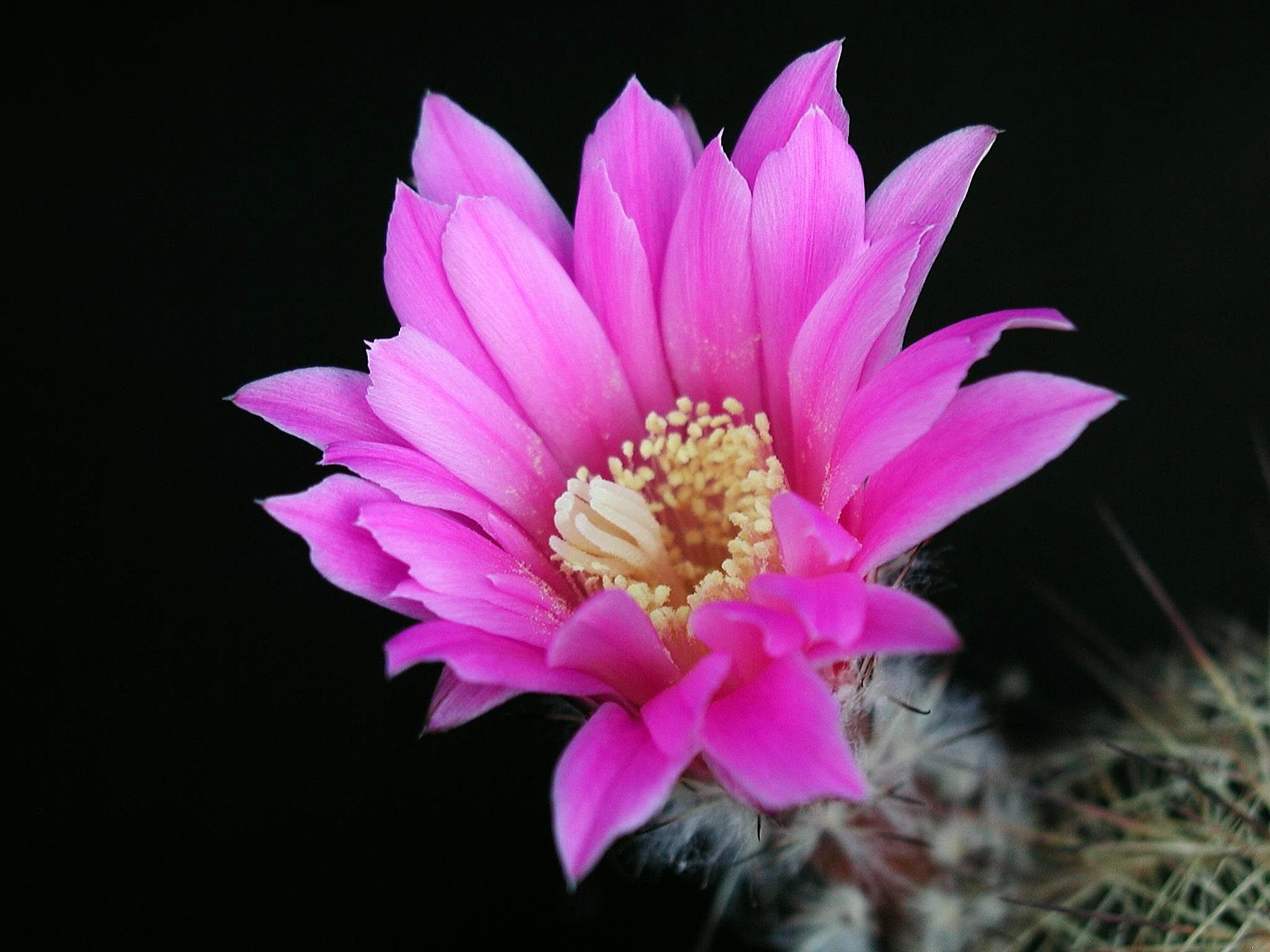 Cactus flower photo