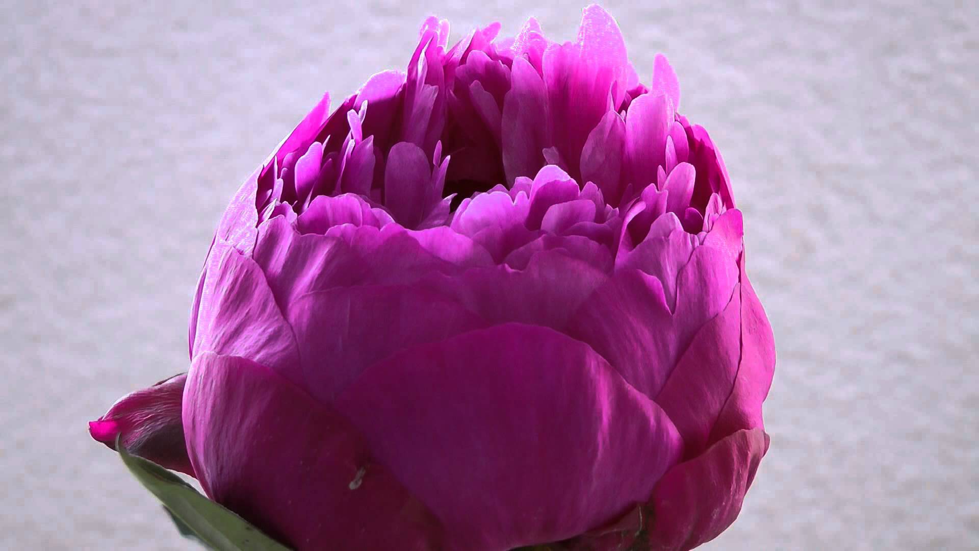 Blooming Flower Test - YouTube