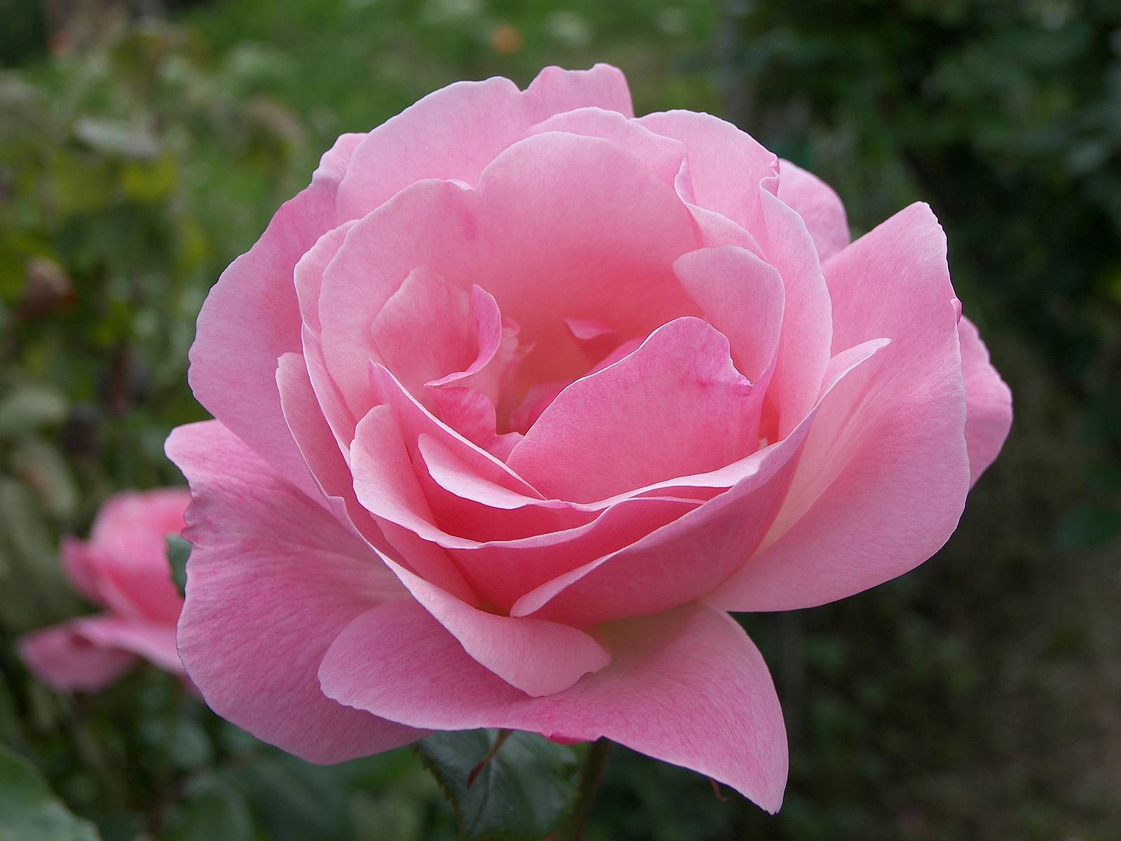 rose bloom blooming flower - rose mix
