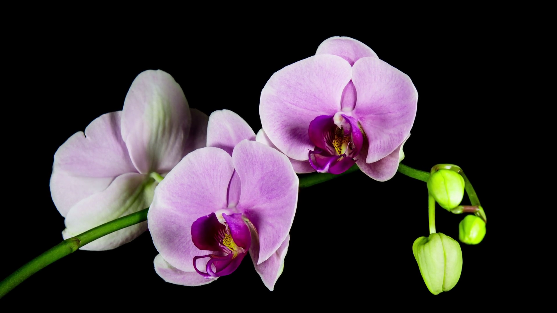 Time Lapse - Blooming Flower of Pink Phalaenopsis Orchid Stock Video ...