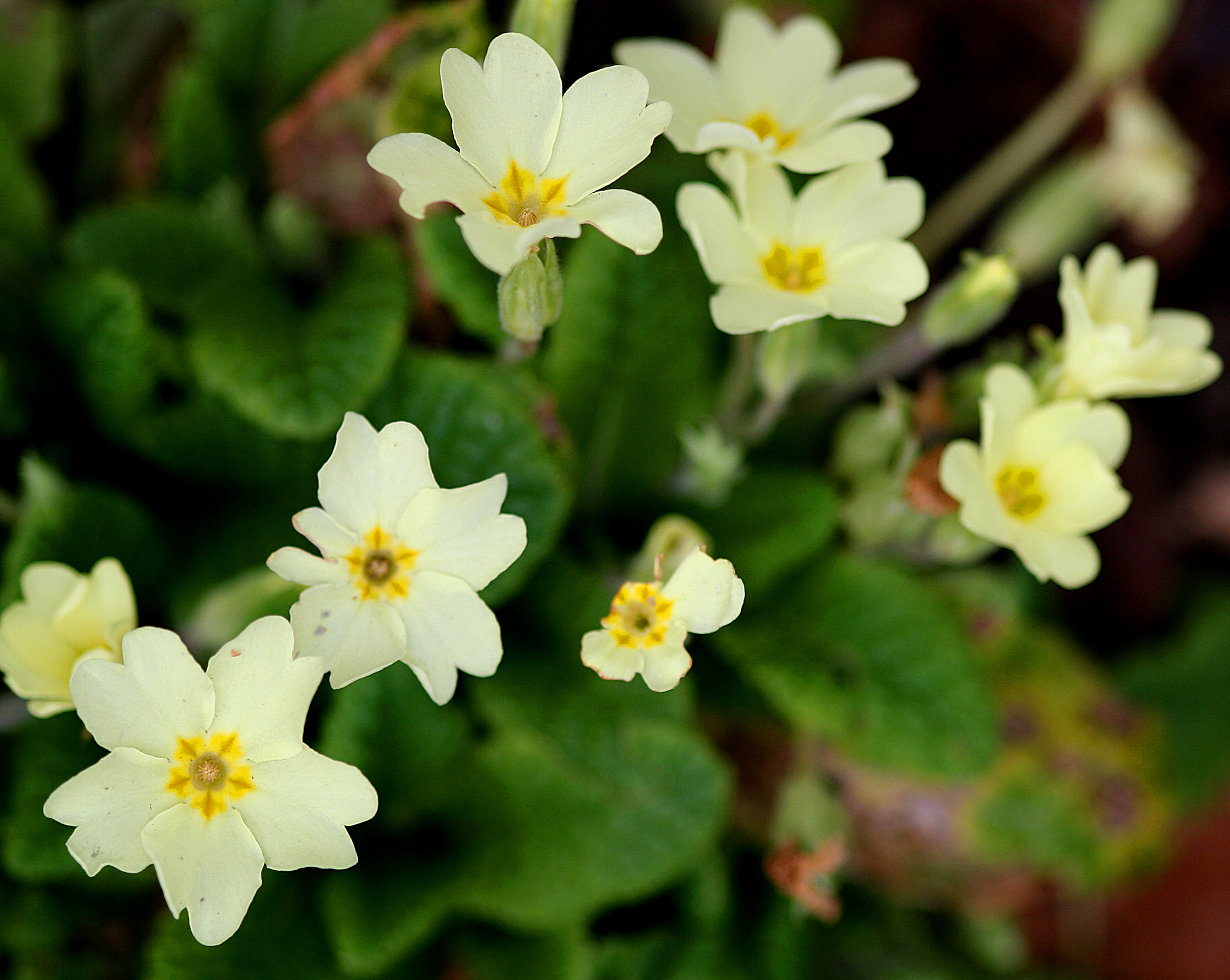 9 Spring-Blooming Flowers to Wake up Your Garden - Sunset Magazine
