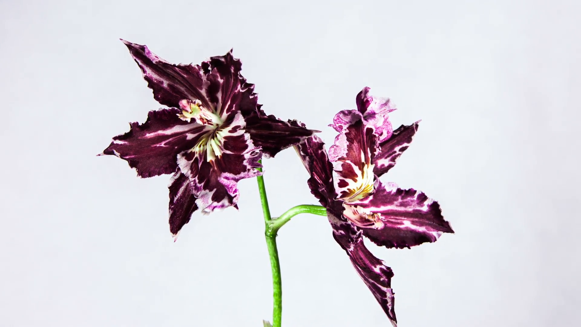 Time Lapse - Blooming Flower Orchid with White Background Stock ...