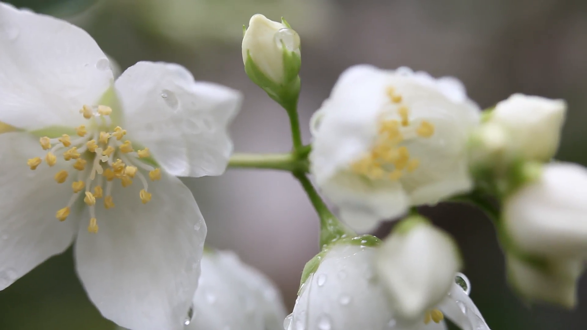 Rain drops on beautiful Jasmine, buds,blooming Philadelphus flowers ...