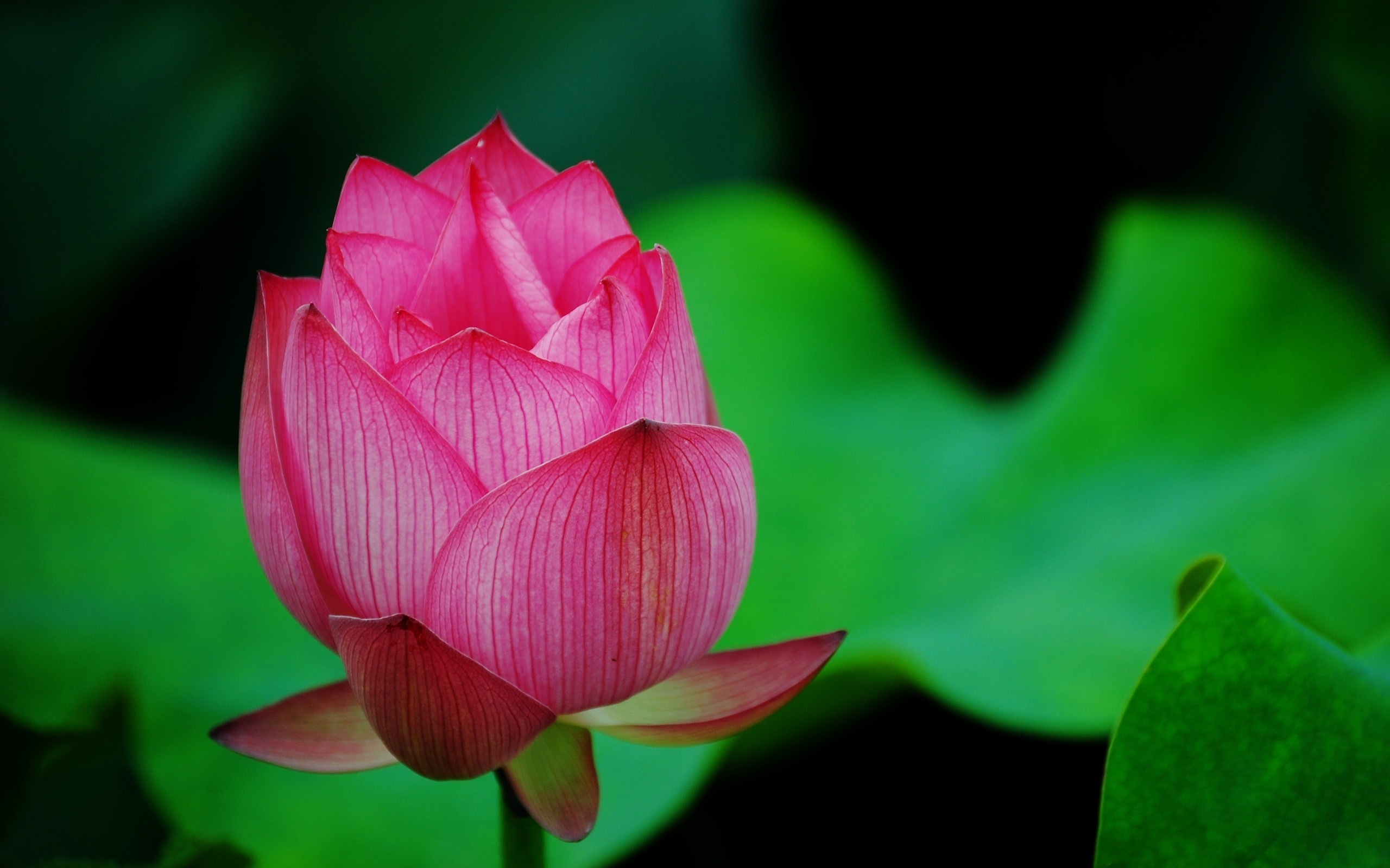 Hd Image Of Mountain And Lotus Flower Pics Widescreen Blooming ...