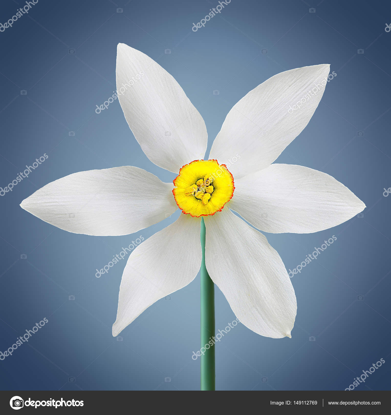 narcissus blooming flower — Stock Photo © besmirhamiti #149112769