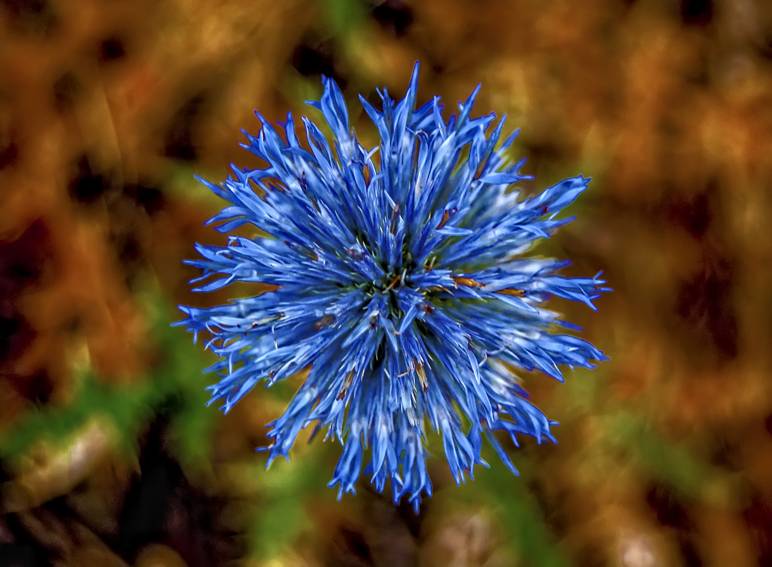 Blue Blooming flower Macro image - Free stock photo - Public Domain ...