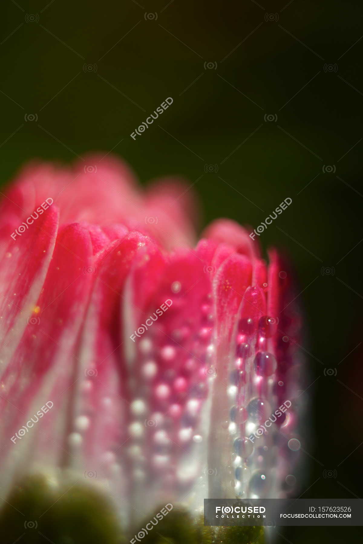 Dew drops on blooming flower — Stock Photo | #157623526