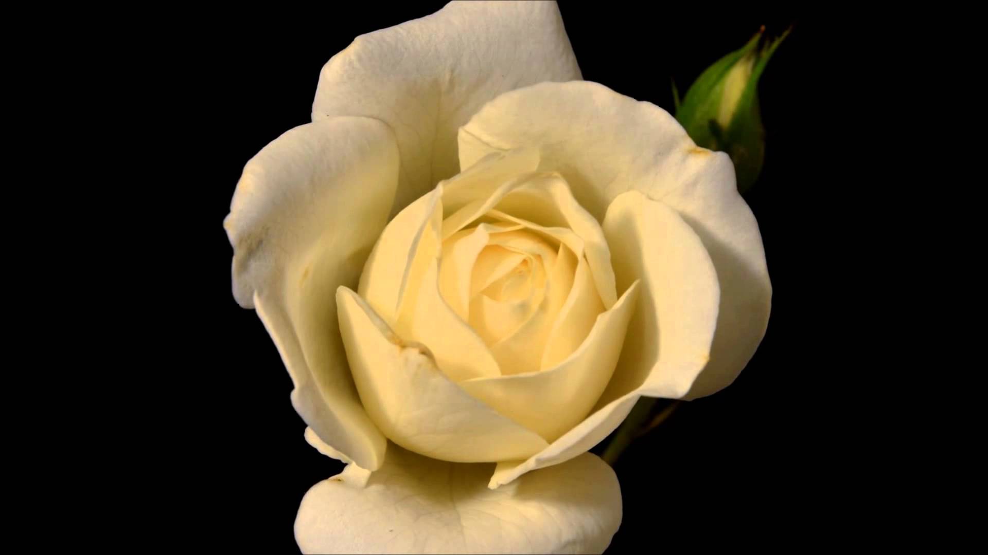 Blooming White Rose Flower - Timelapse - YouTube