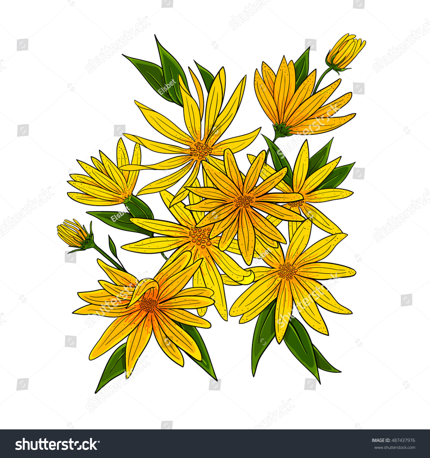 Jerusalem Artichokes Flower Bouquet Blooming Flowers Stock Vector HD ...