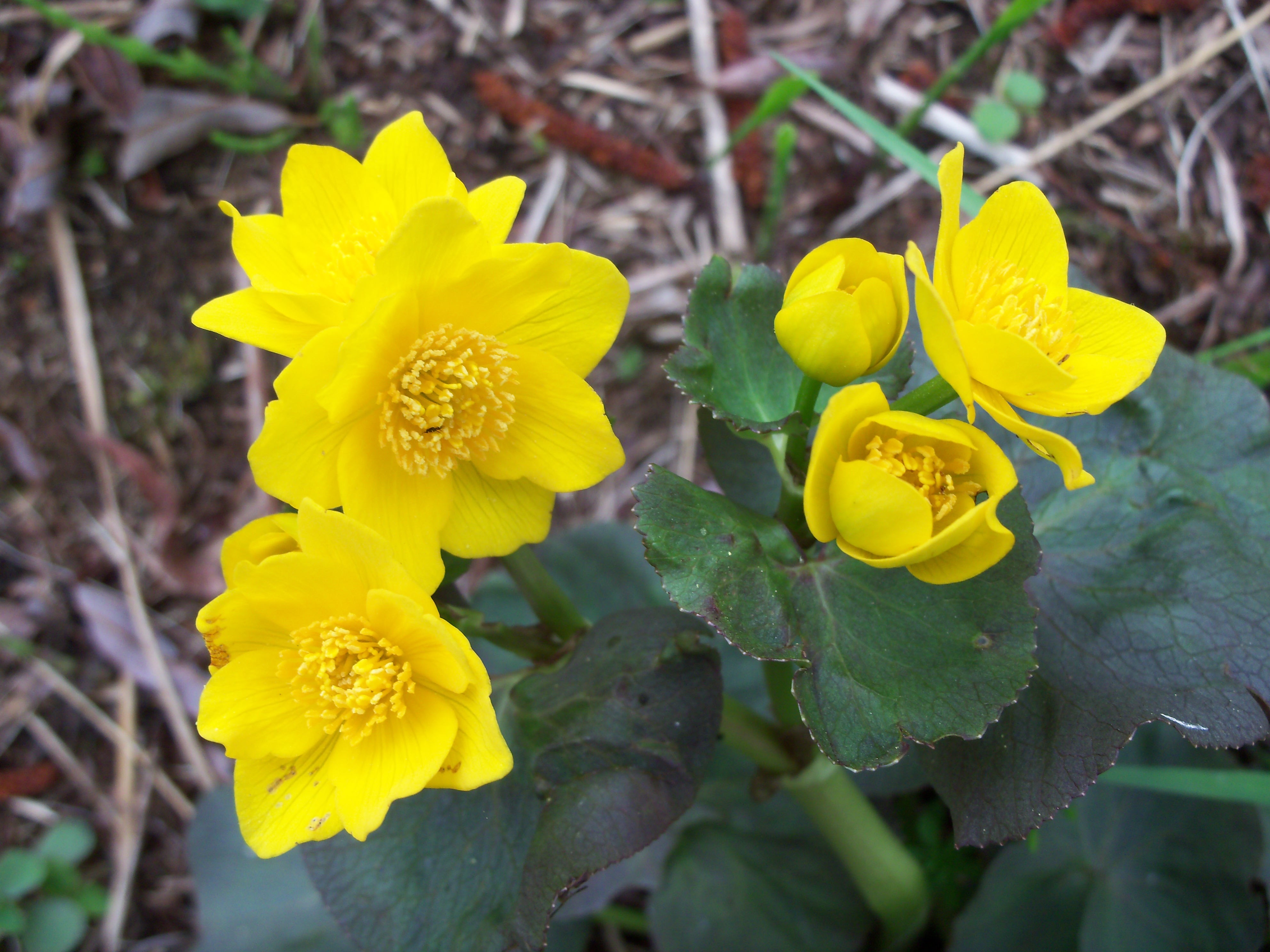 Flower: Blooming Flowers Yellow Spring Early Nature Flower Wallpaper ...