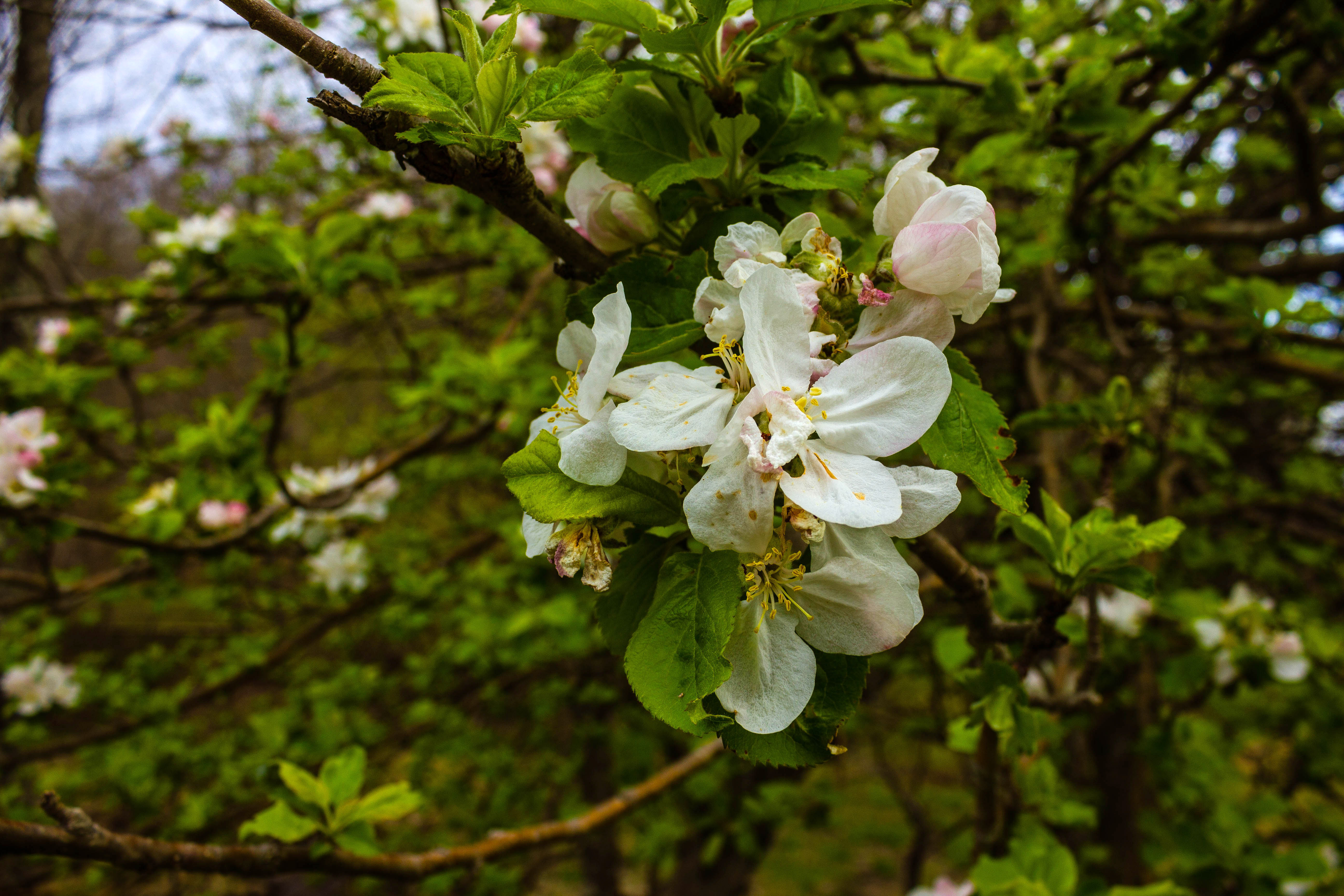 White blooming Flowers on the Blue Ridge Parkway image - Free stock ...