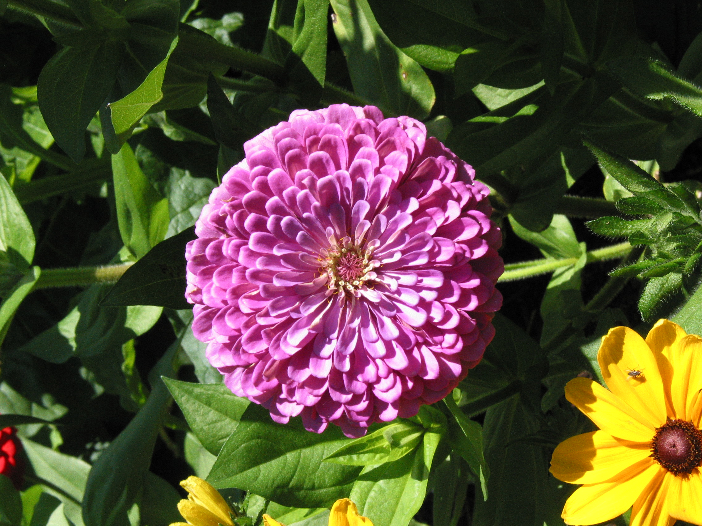 Zinnia Flower, FREE Stock Photo, Image: Pink Zinnia Flower Blooms ...