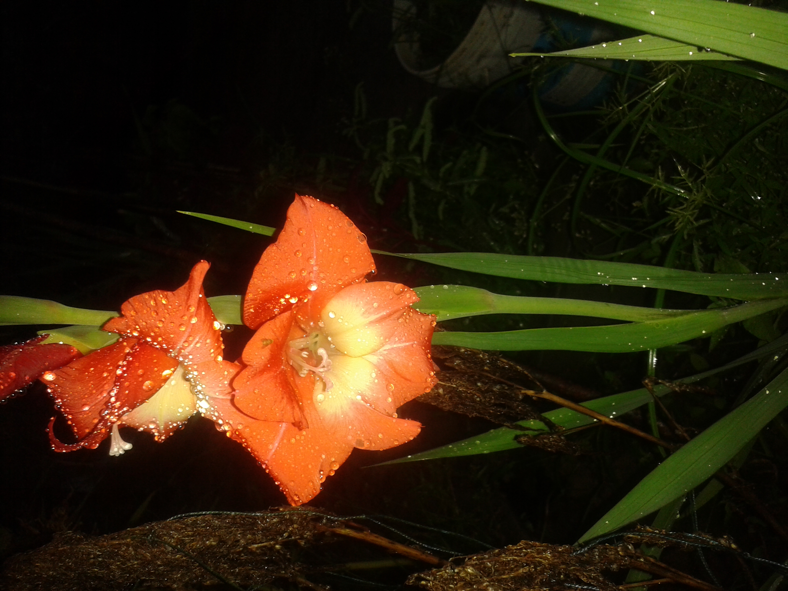 File:Blooming flowers of kerala.jpg - Wikimedia Commons
