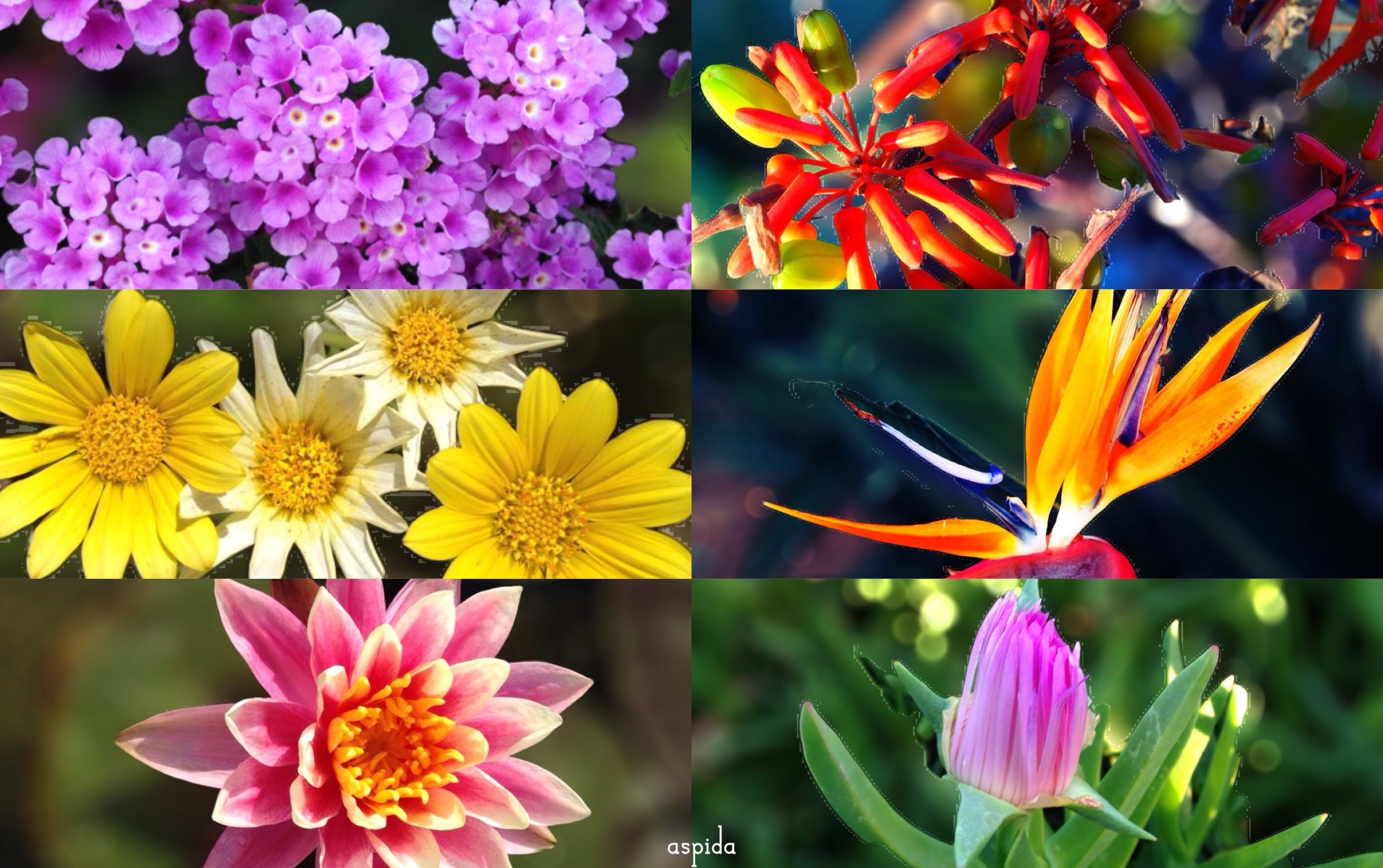 Flowers: Flowers Nature Strelitzia Collage Grass Pretty Colorful ...