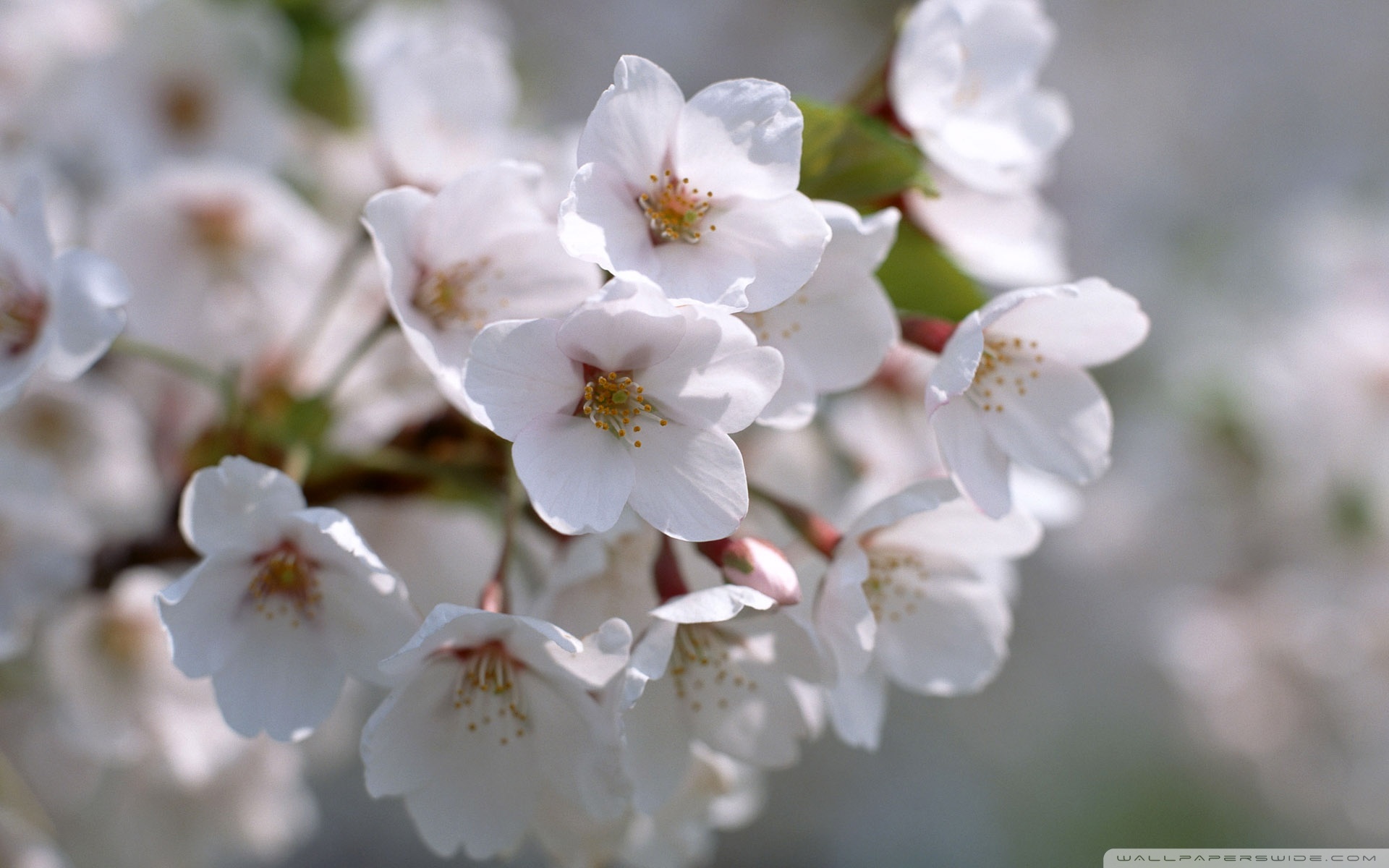 Blooming Flowers ❤ 4K HD Desktop Wallpaper for 4K Ultra HD TV ...