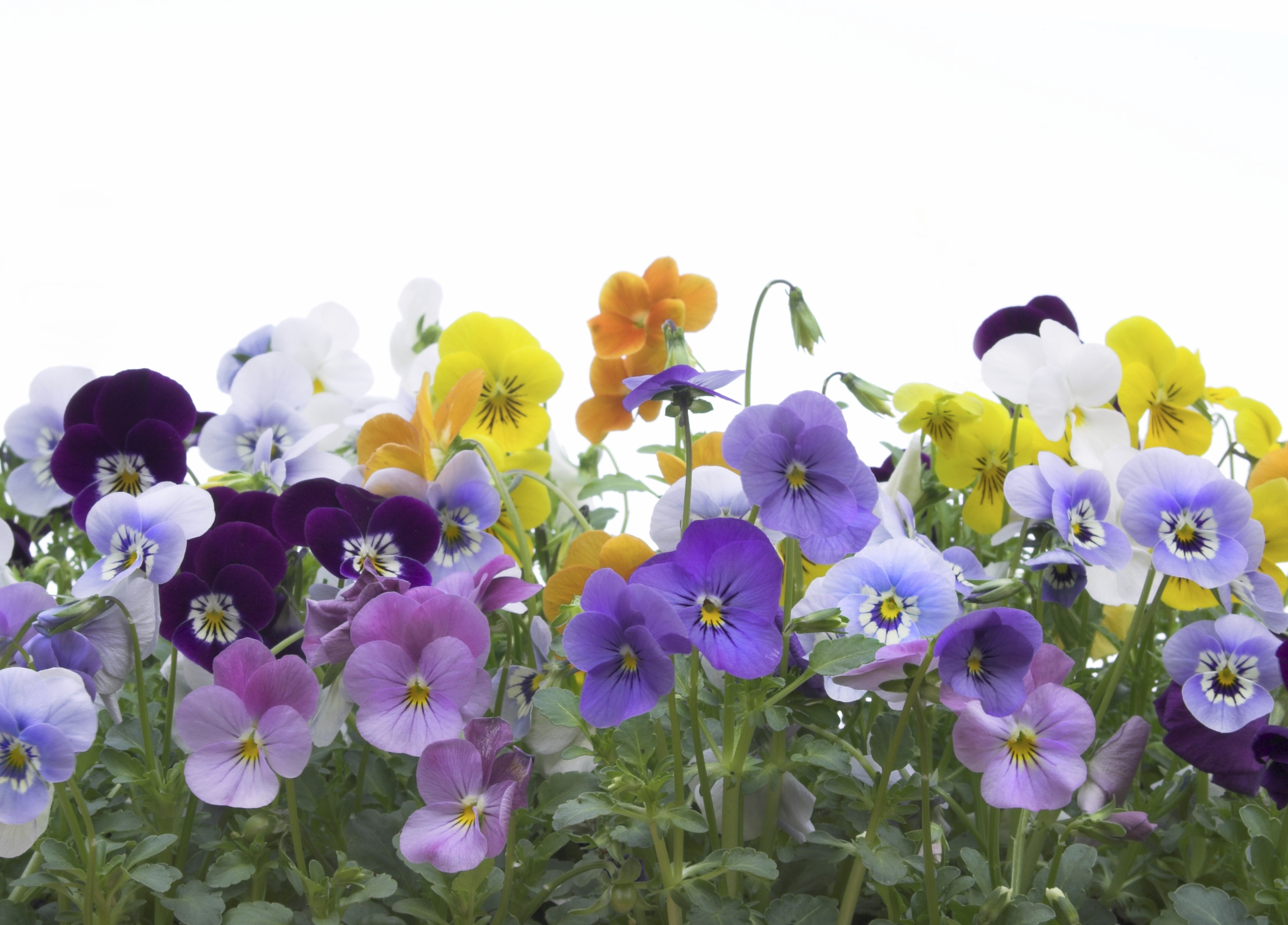 pansy-spring-blooming-flowers -