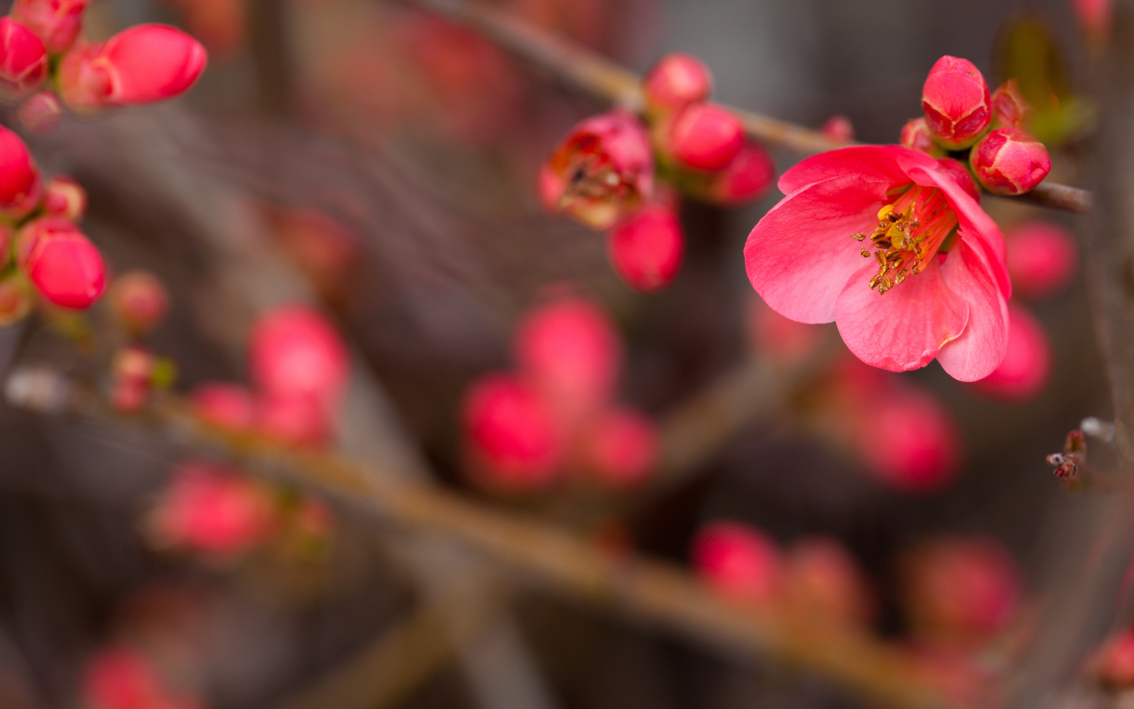 Pink Blooming Flowers Buds | HD Wallpapers Top