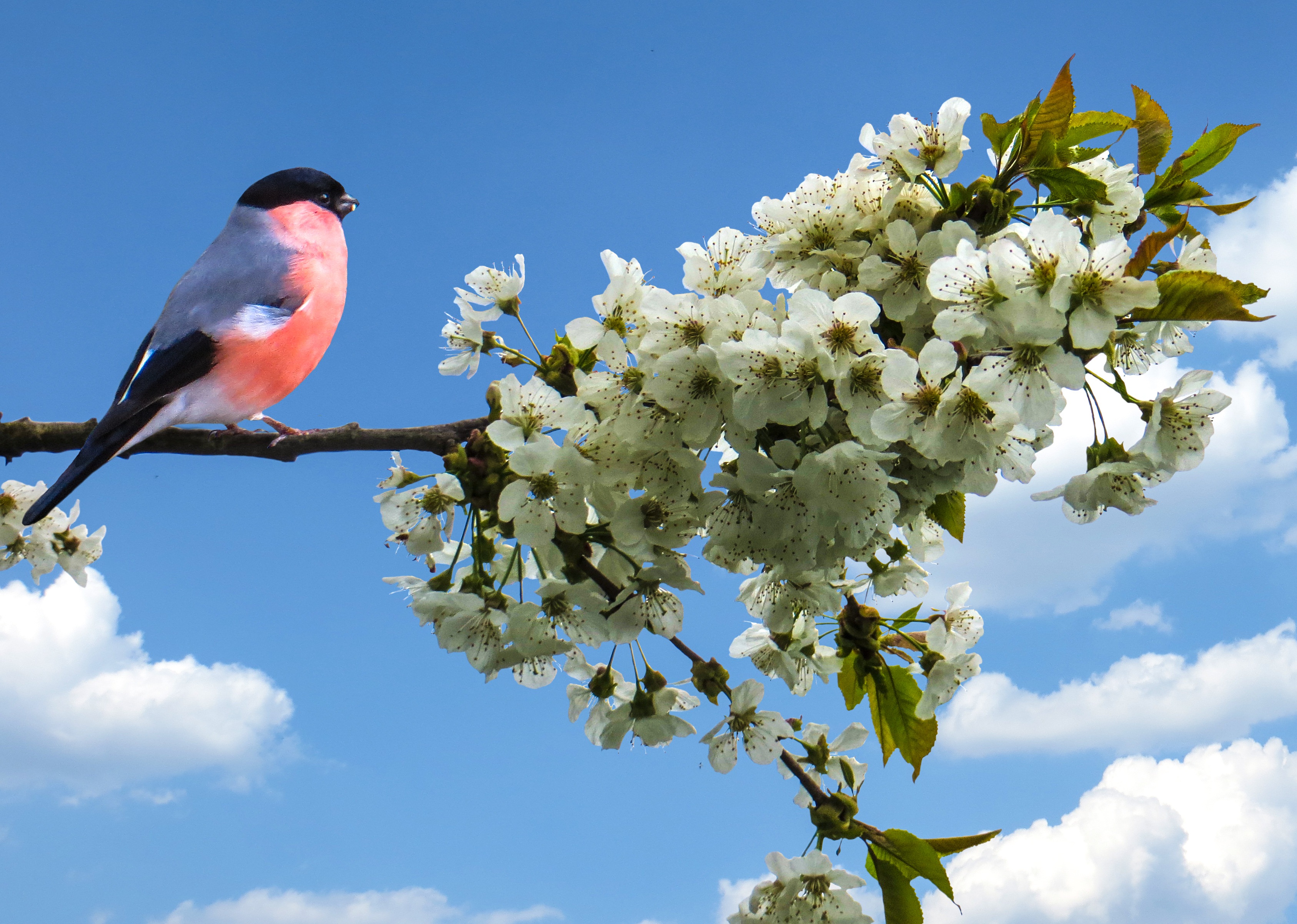 Приход весны птицы. Птица на цветущей ветке. Весенняя природа. Птицы на цветущих ветках.