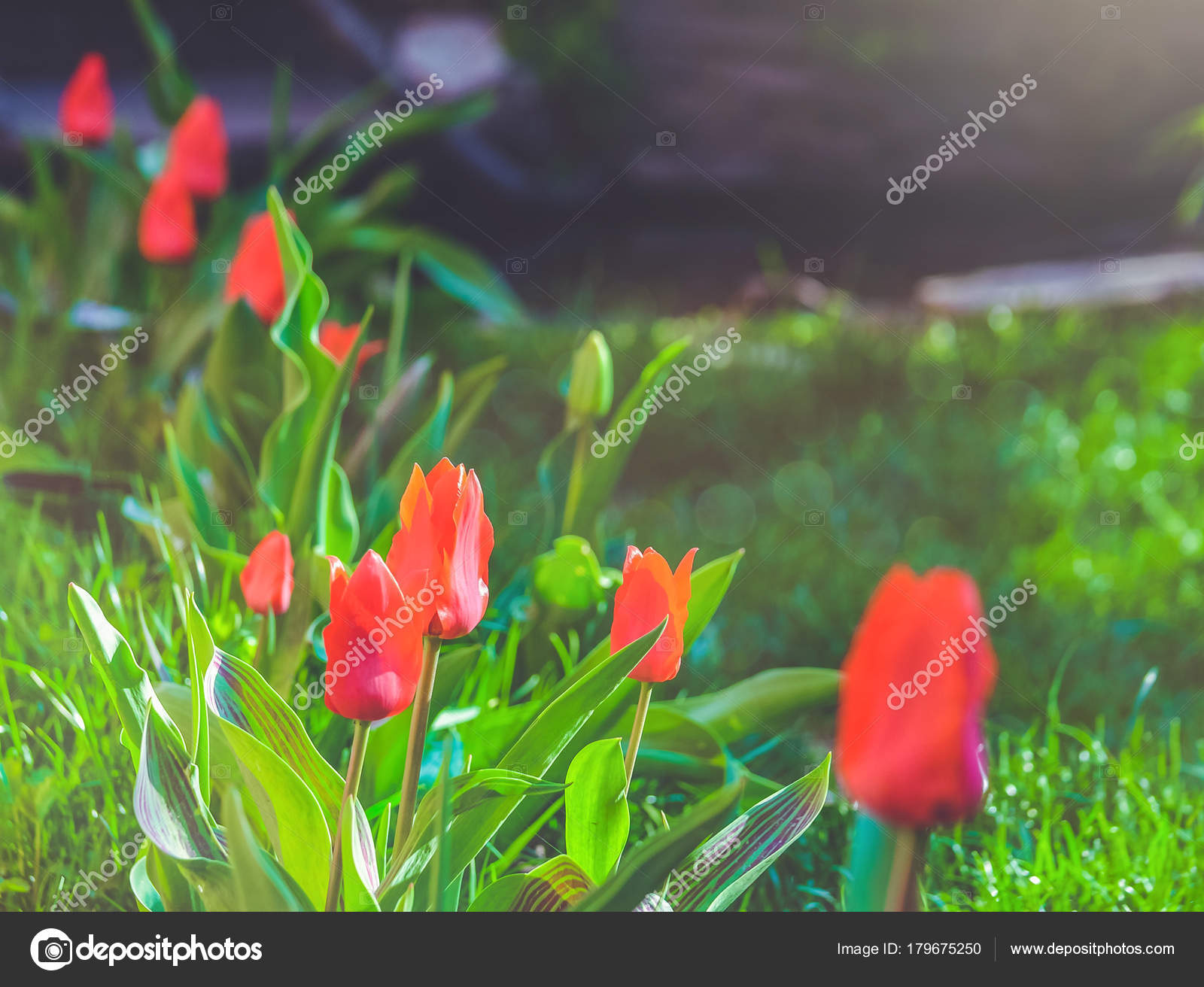 Red Tulips Blooming Flowers Field Green Grass Lawn Beautiful Spring ...