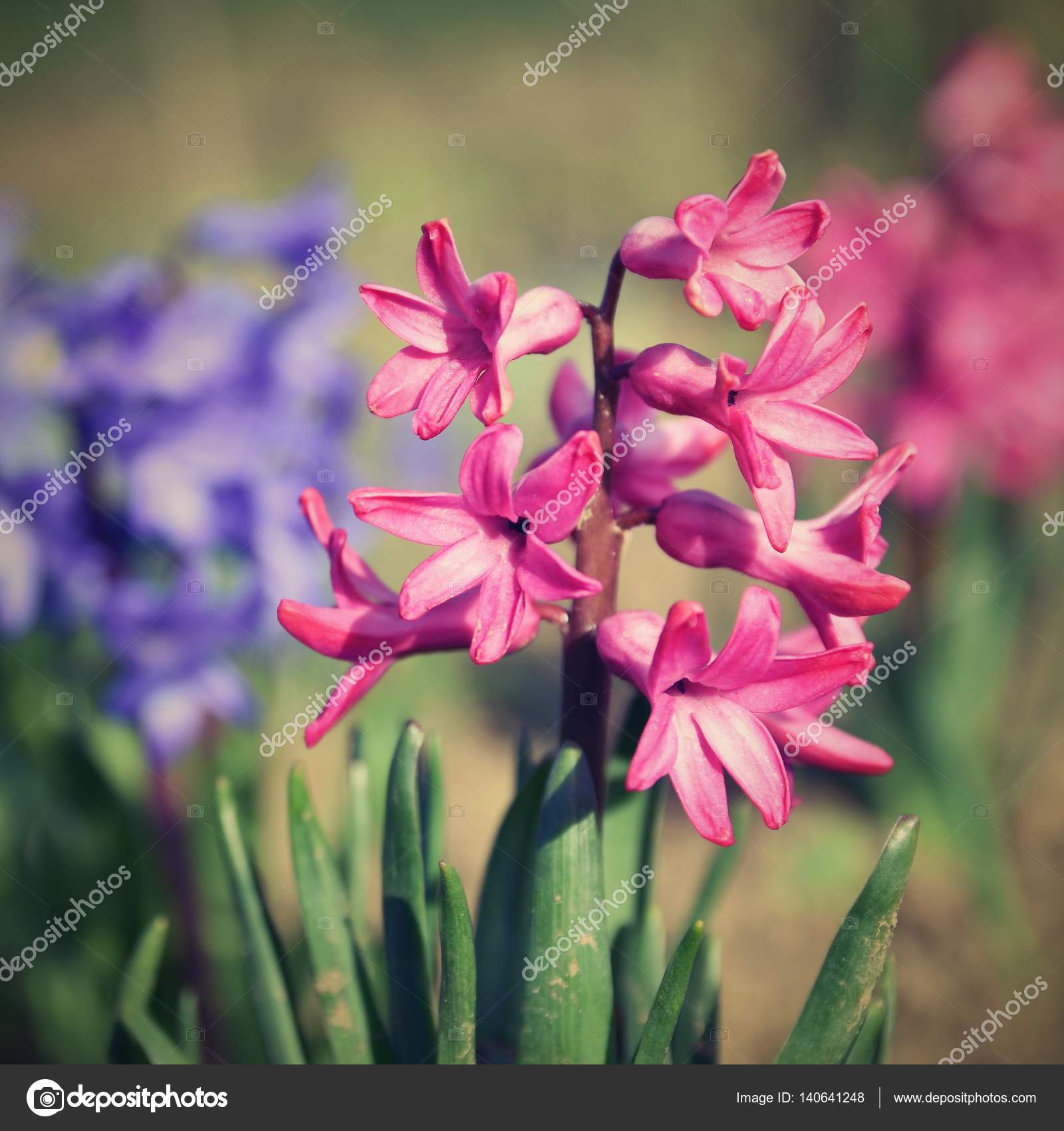 Spring and beautifully blooming flowers - hyacinth. — Stock Photo ...