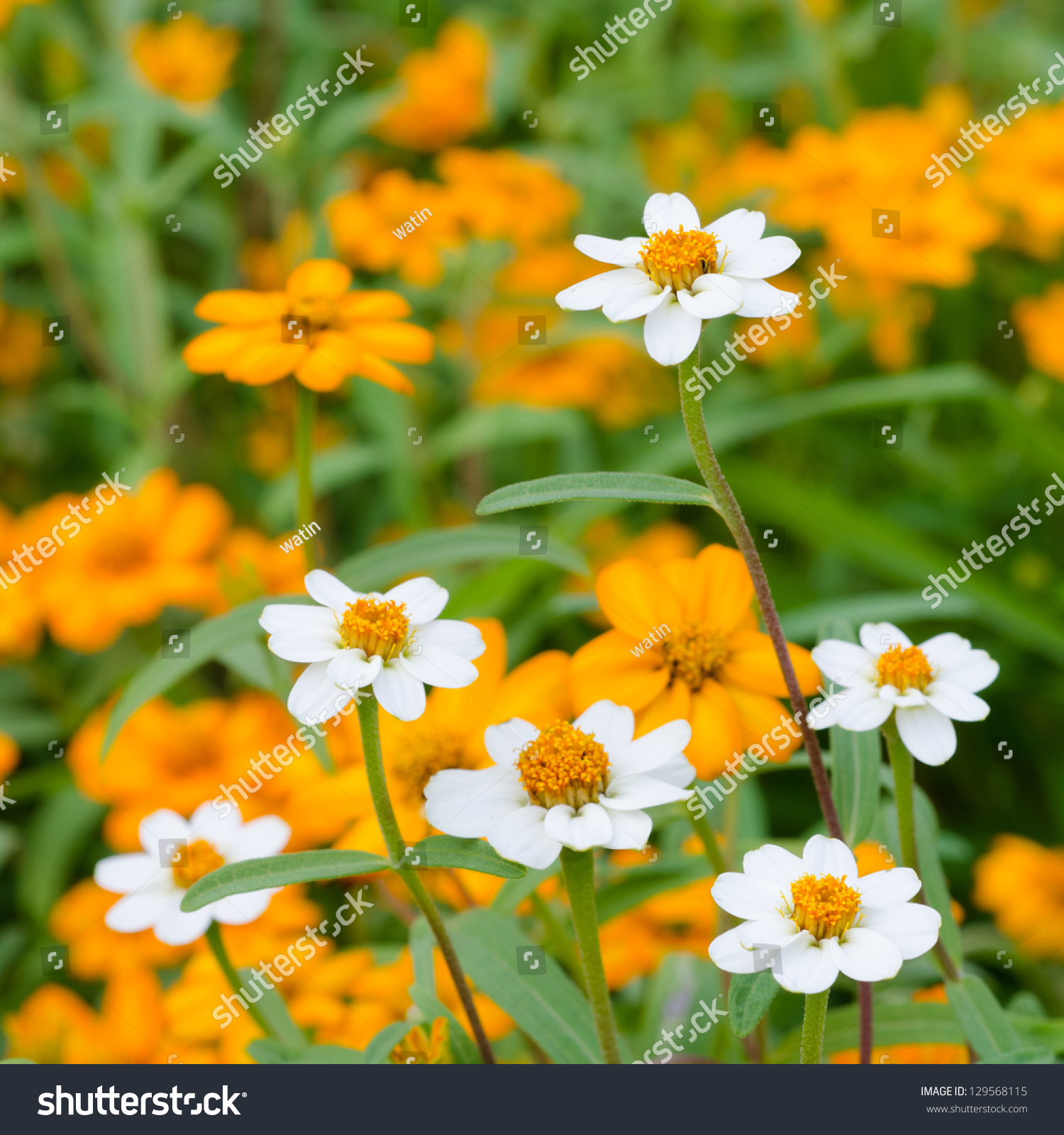 Beautiful Blooming Flowers Orange Color Stock Photo (Royalty Free ...