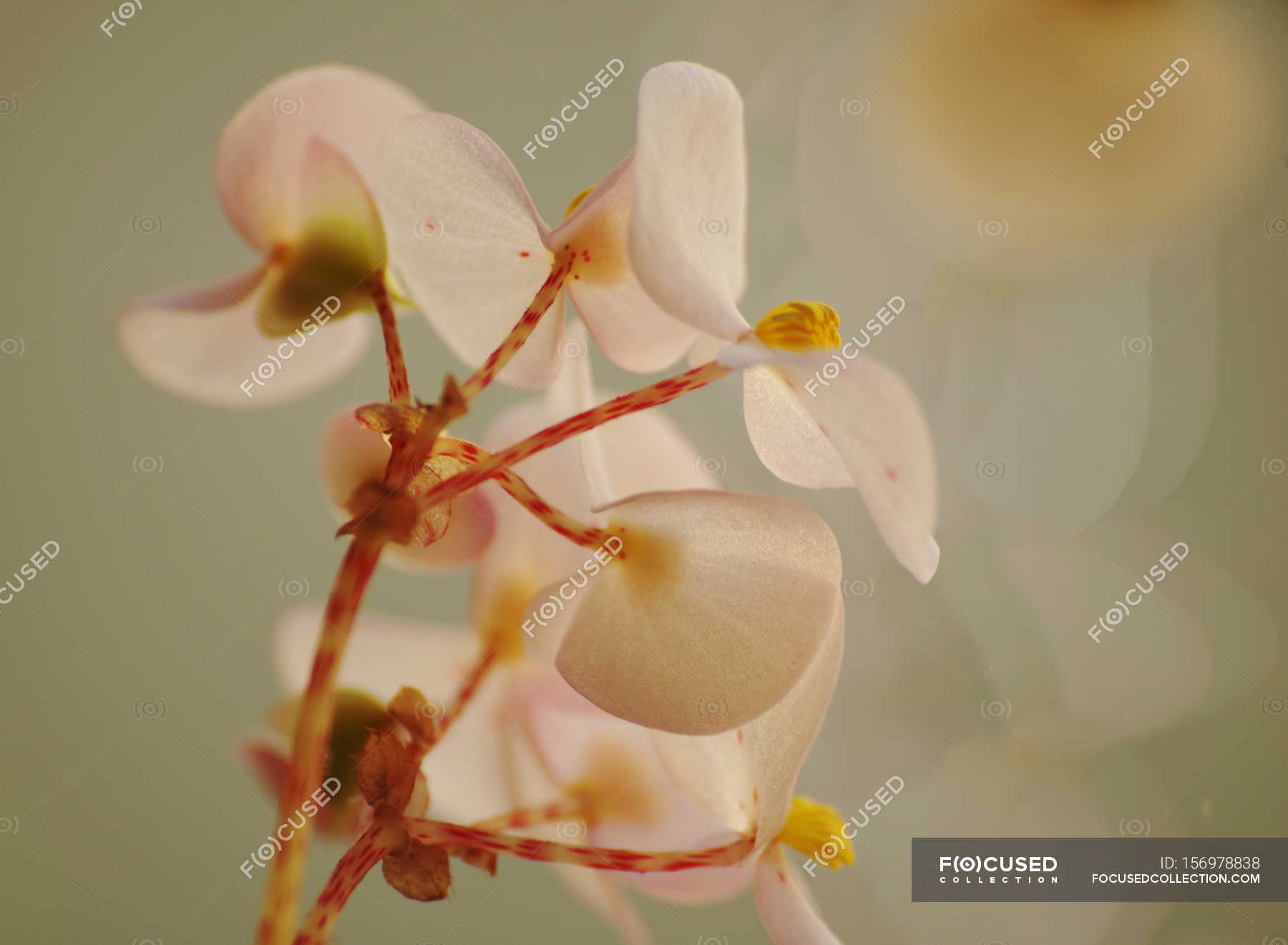 Closeup view of blooming flowers — Stock Photo | #156978838