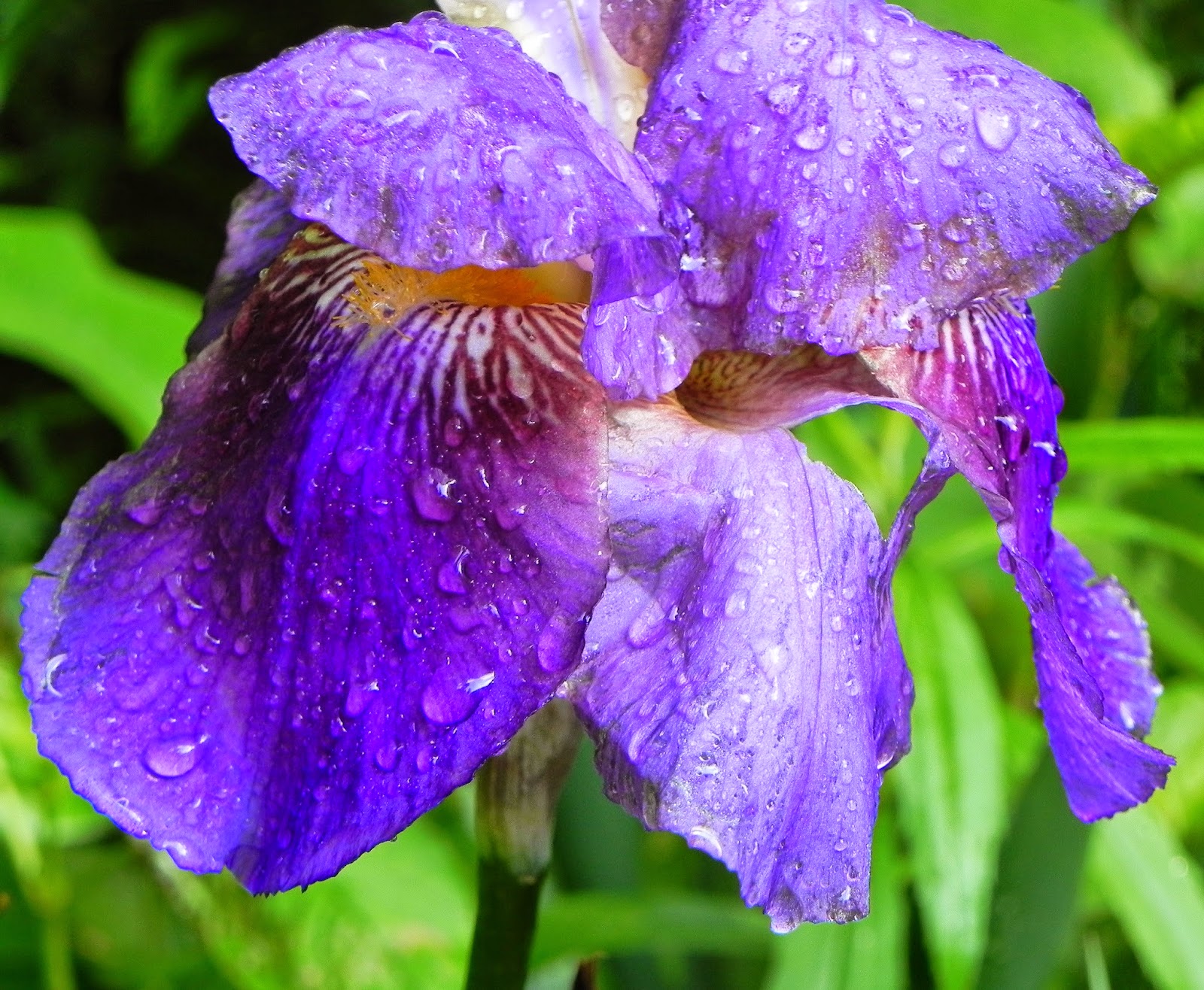 Power of the Flower: Blooming flowers, June 3, 2014....the first ...