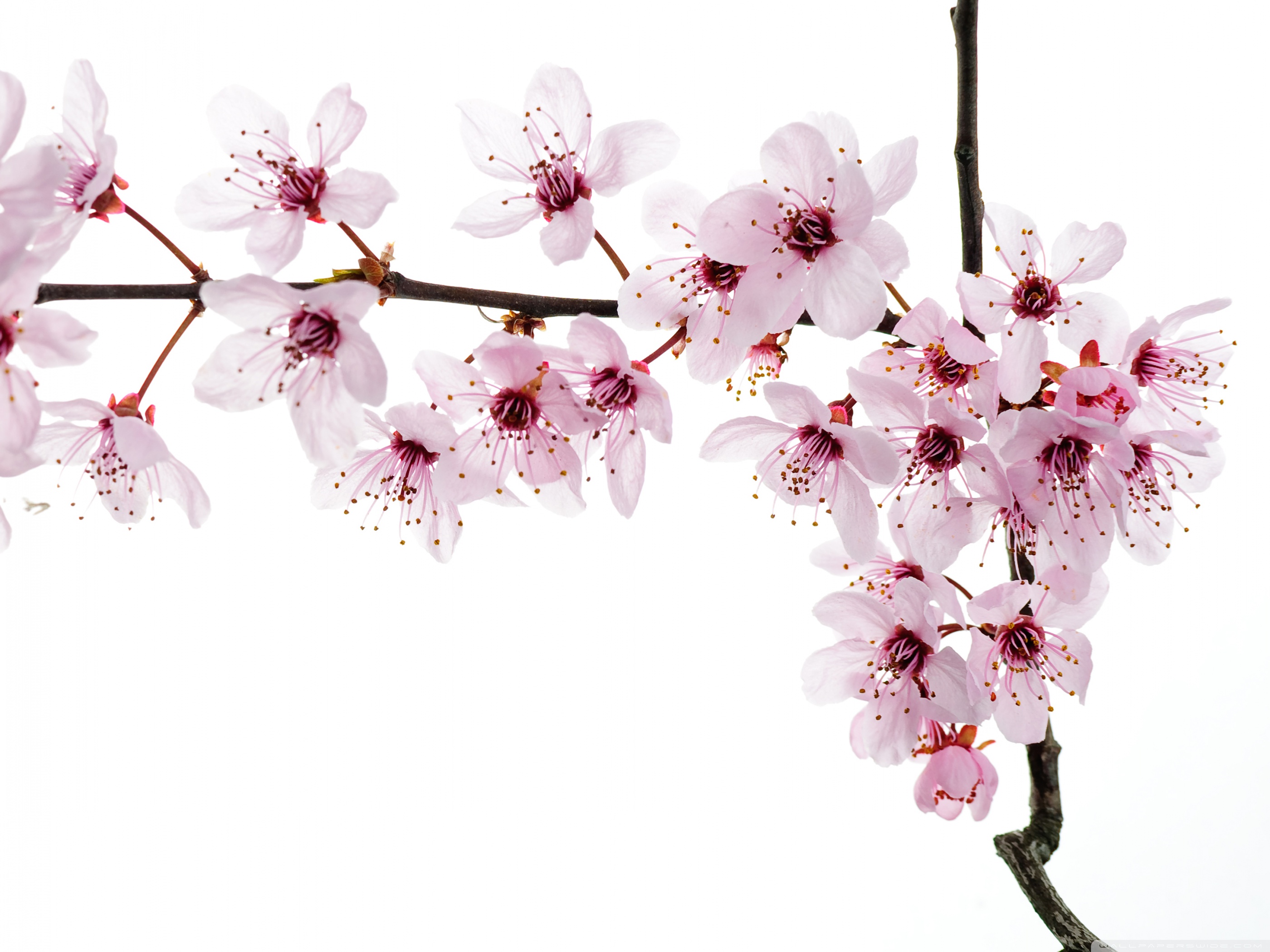 Spring Blooming Flowers ❤ 4K HD Desktop Wallpaper for 4K Ultra HD ...