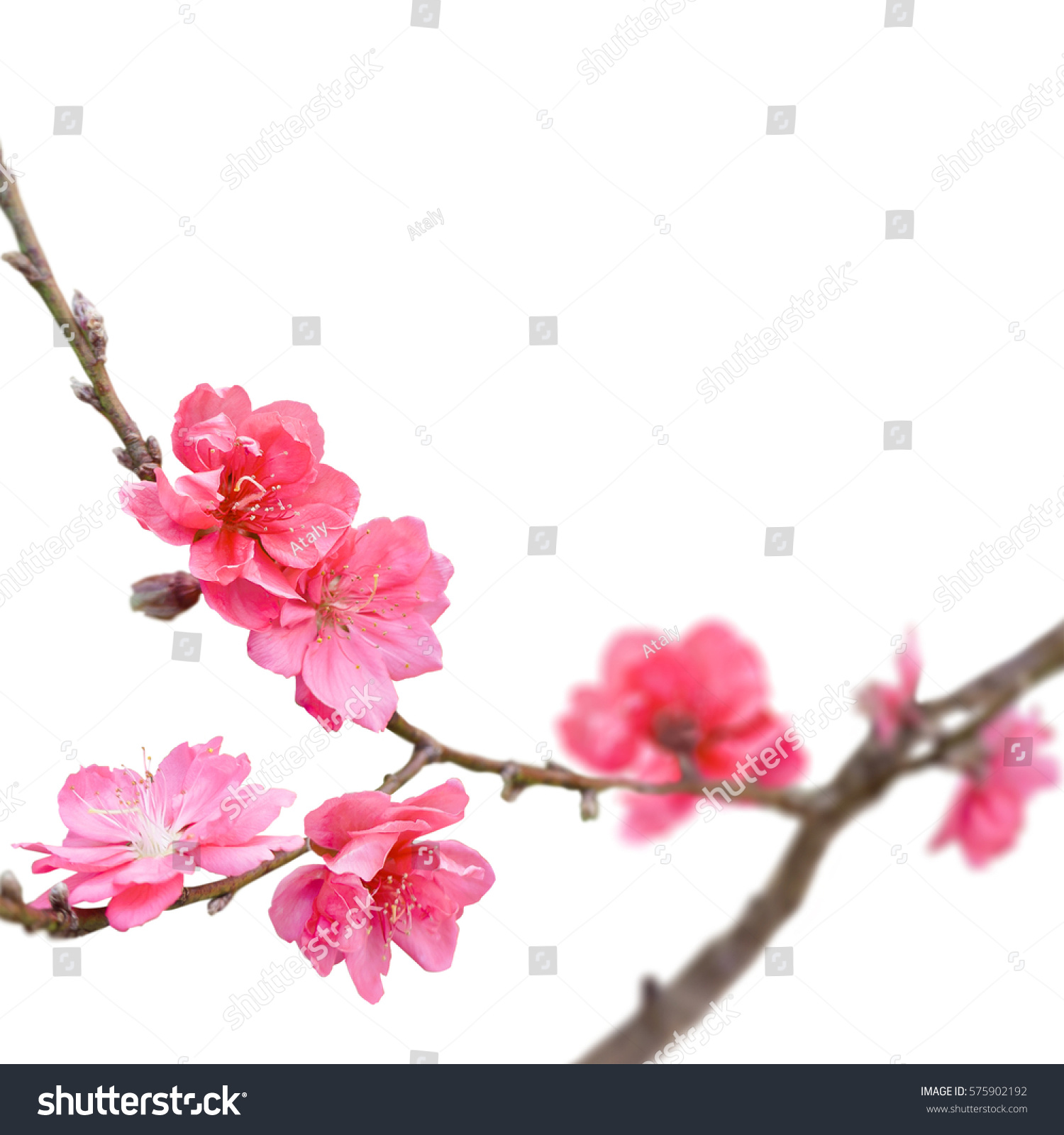 Sakura Japan Cherry Branch Blooming Flowers Stock Photo (Royalty ...