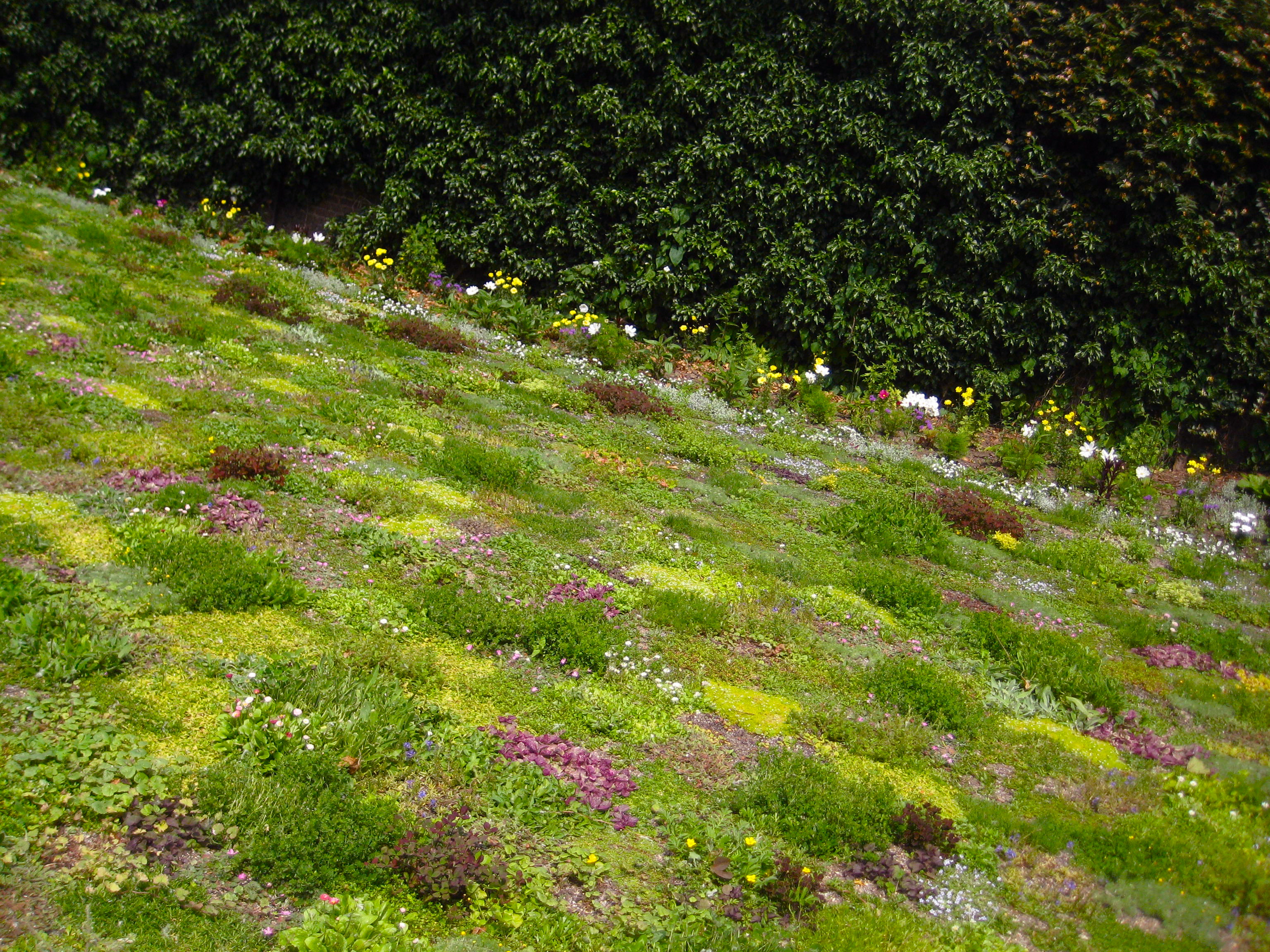 Revival of the floral lawn | Plants and us