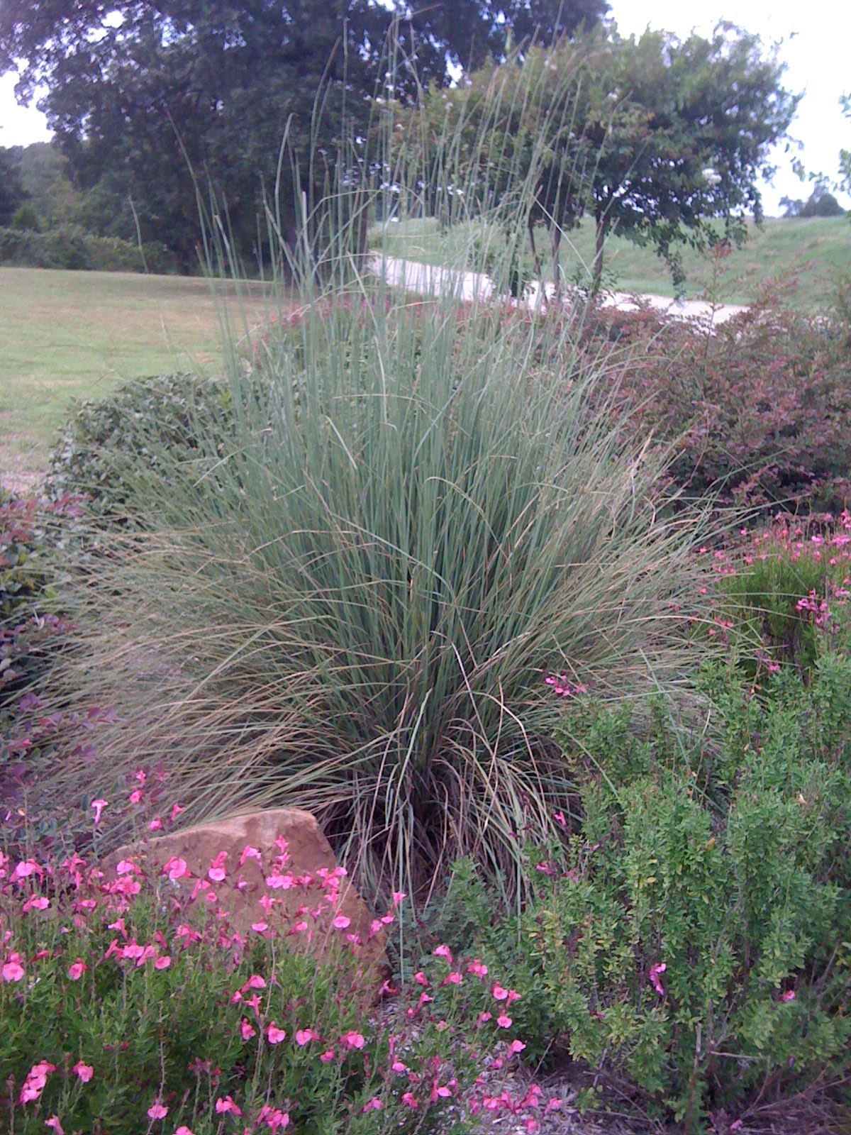 Signature Gardens: Grasses - not just for lawns anymore!