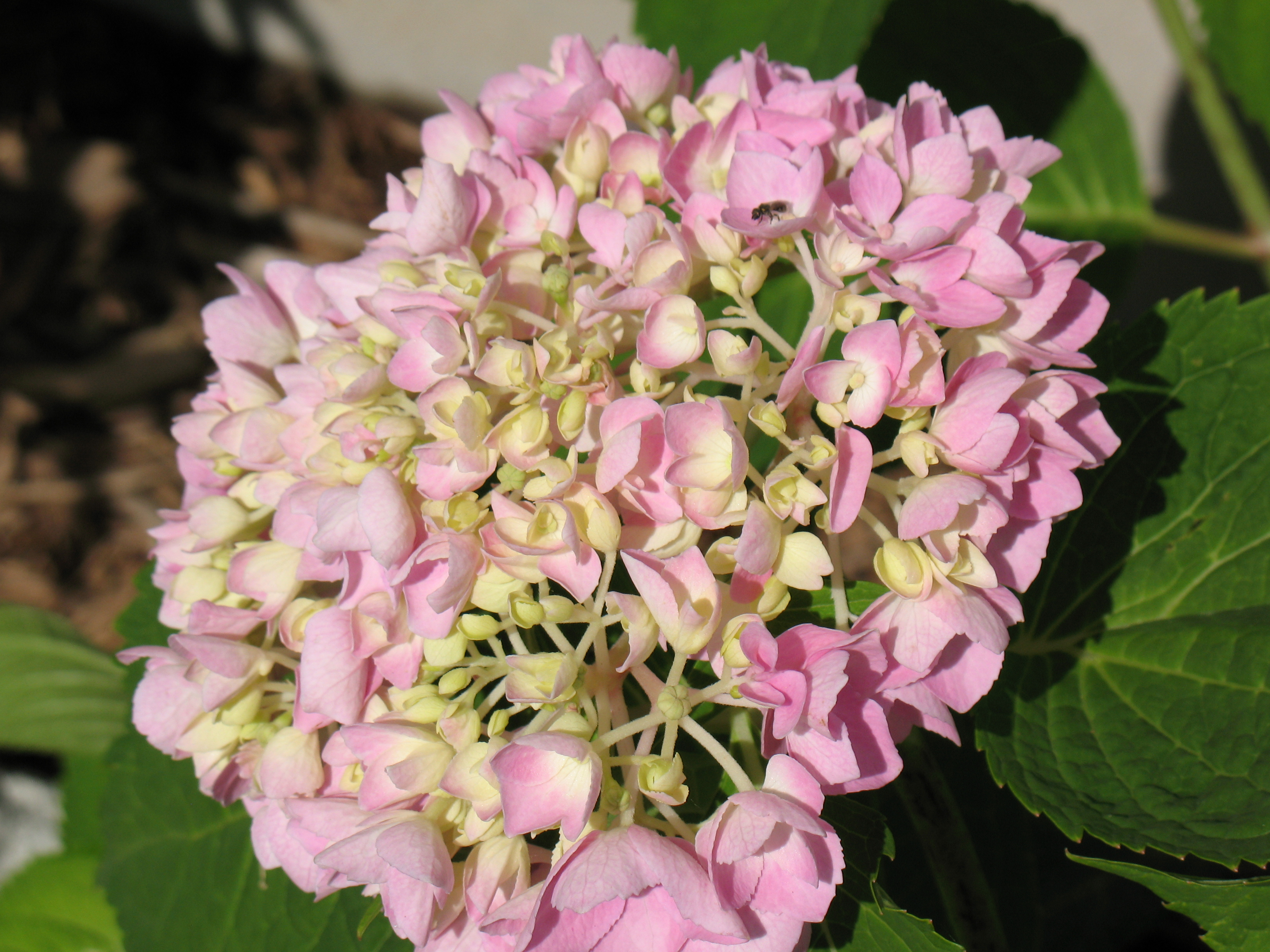 Hydrangea Blooming Problem : The Dirt