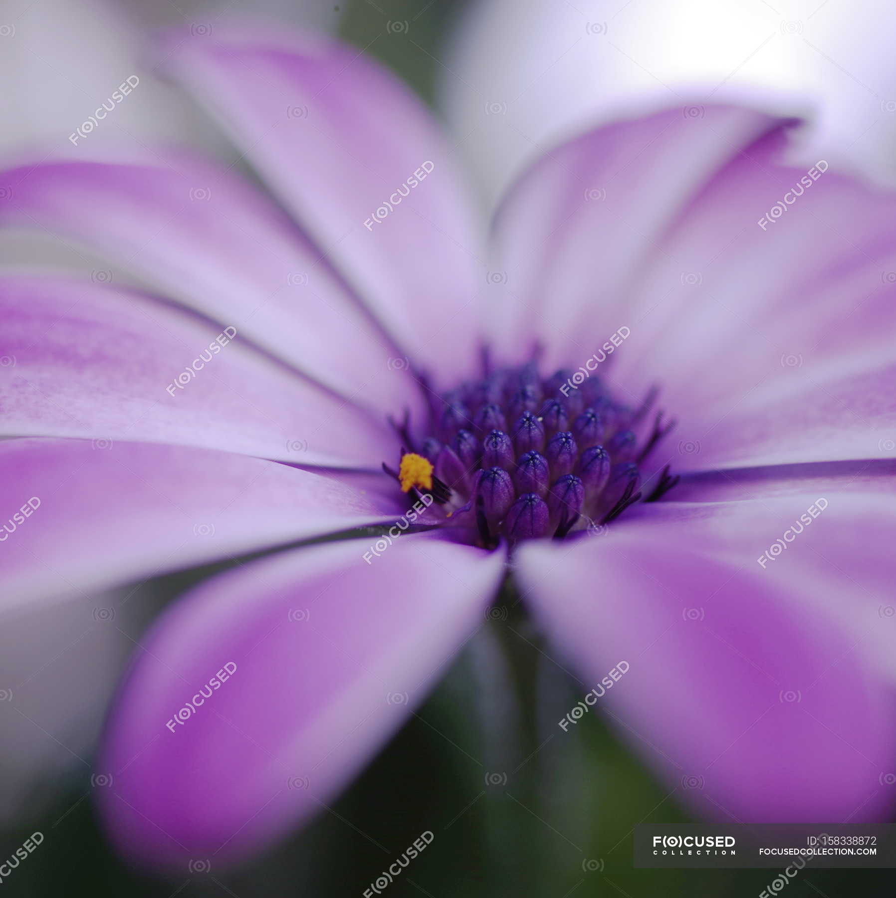 Closeup view of wild blooming marguerite flower — Stock Photo ...