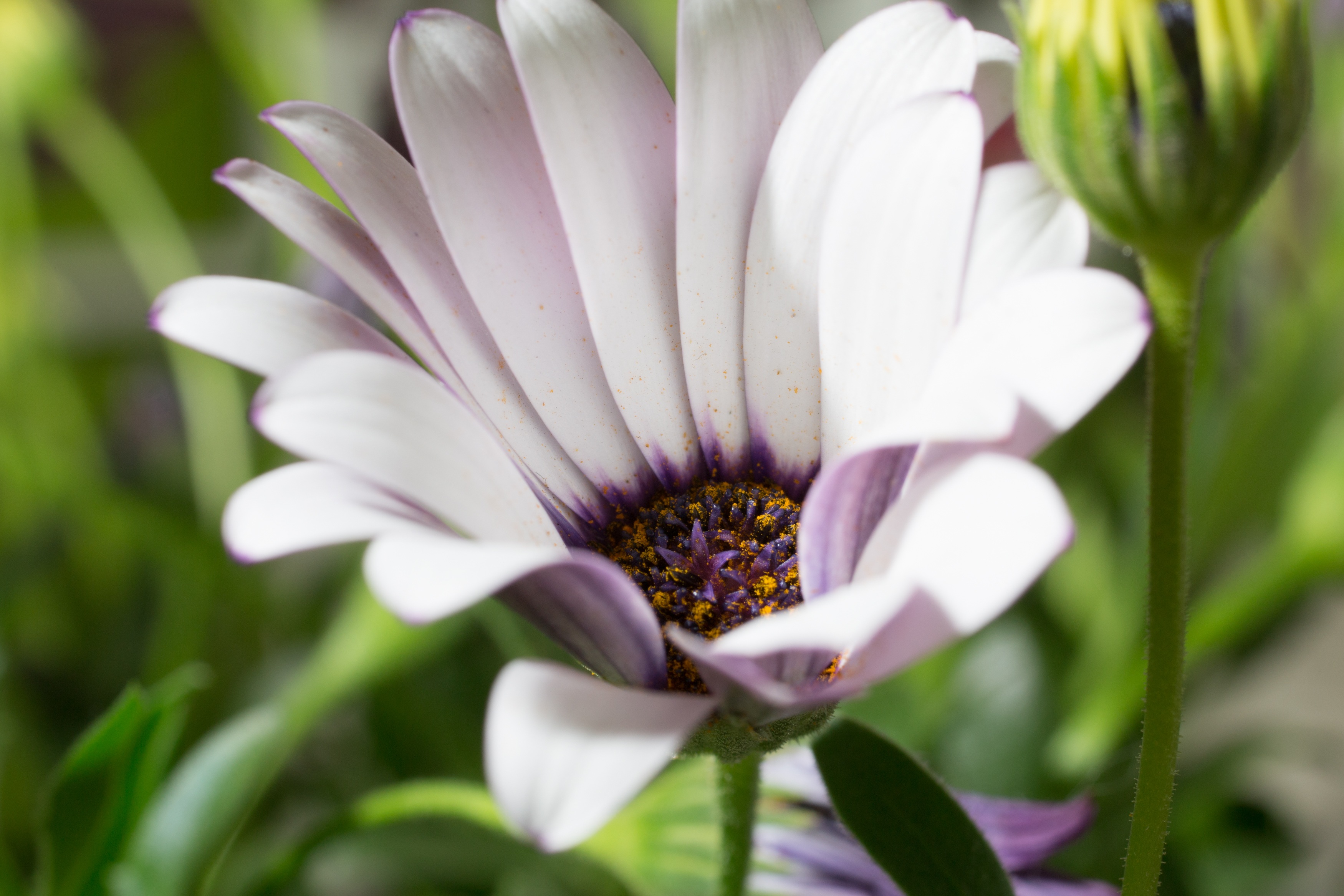 Blooming marguerite in the garden photo