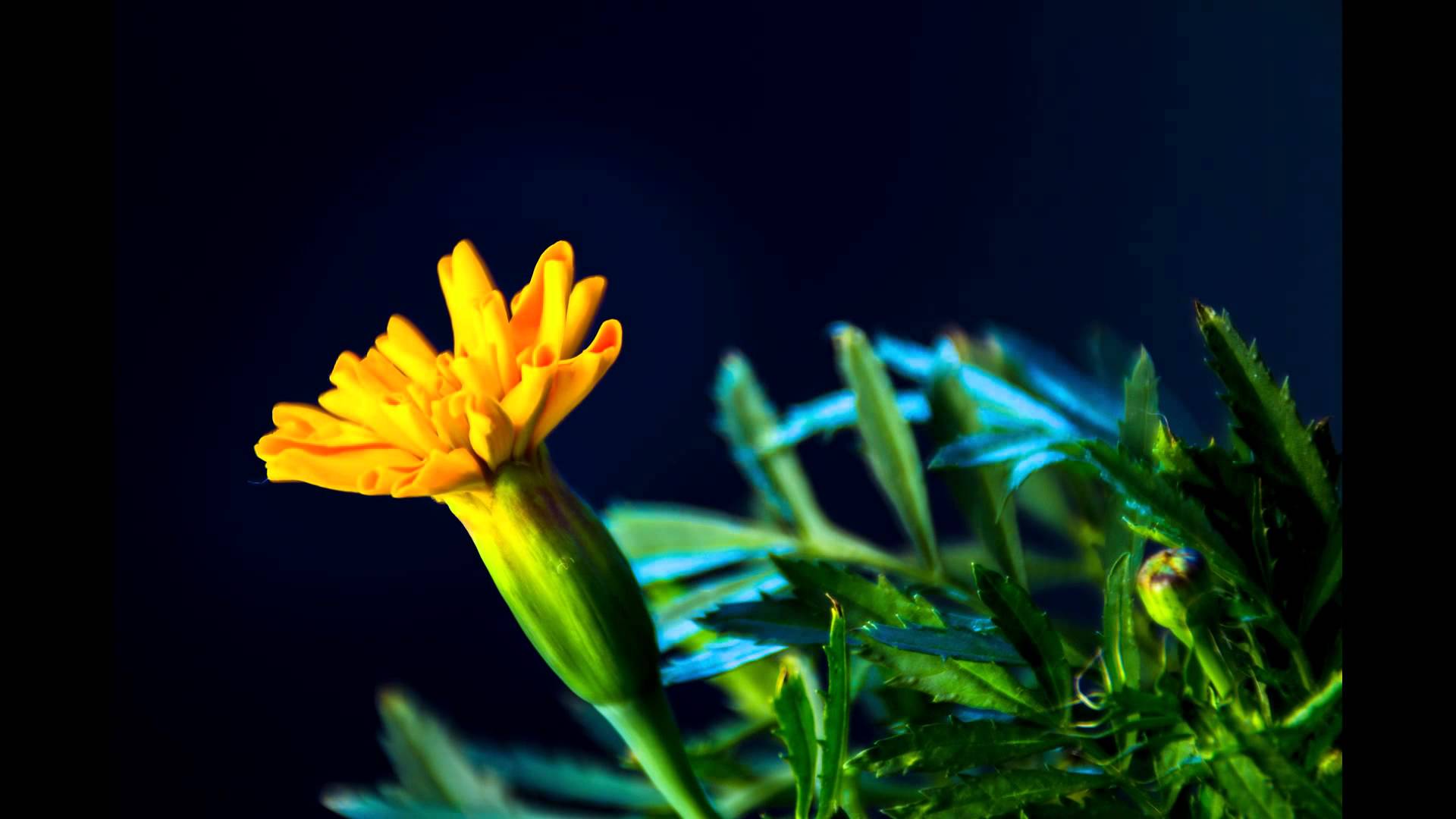 Blooming marigold photo