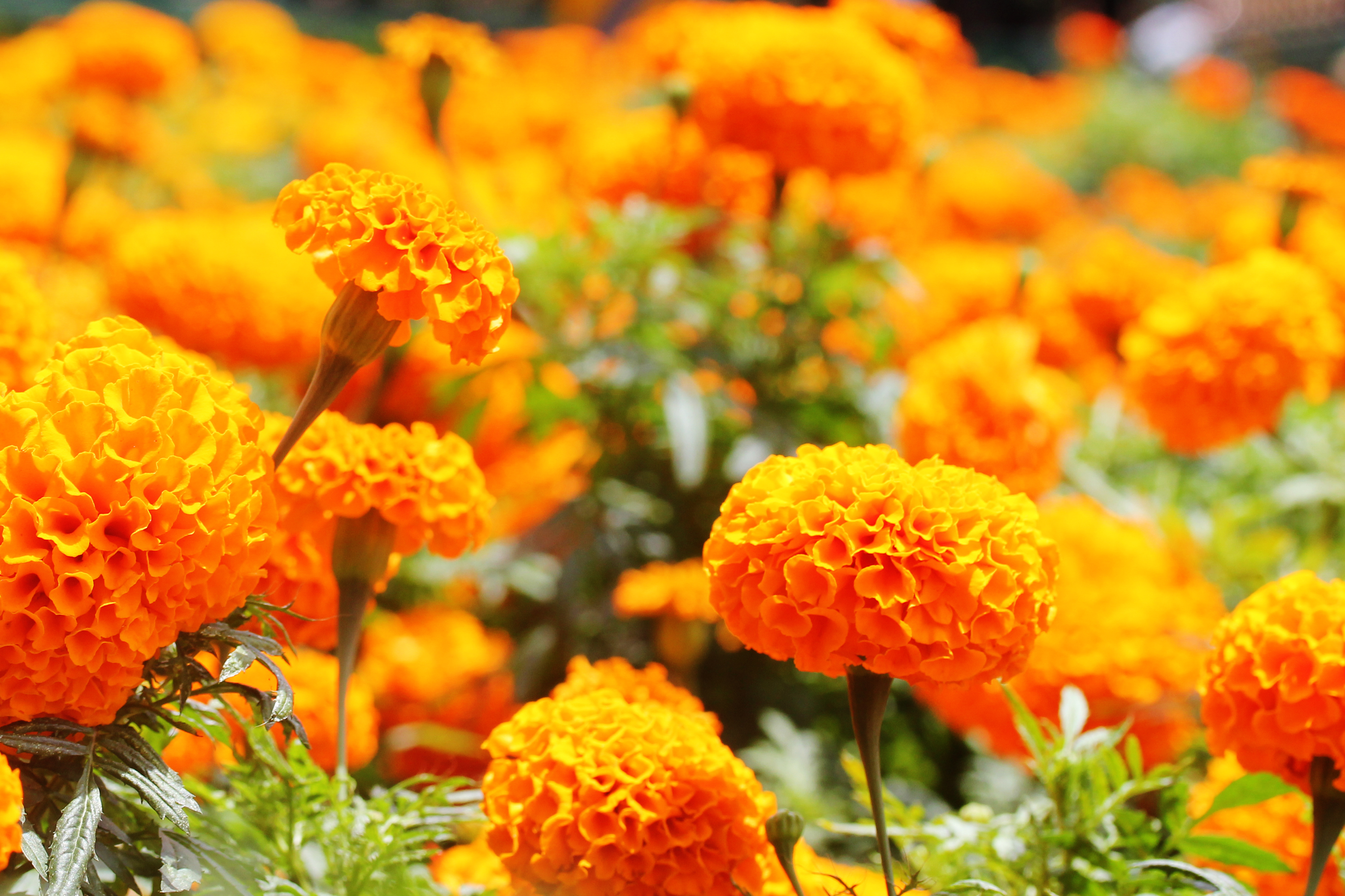 Blooming marigold photo