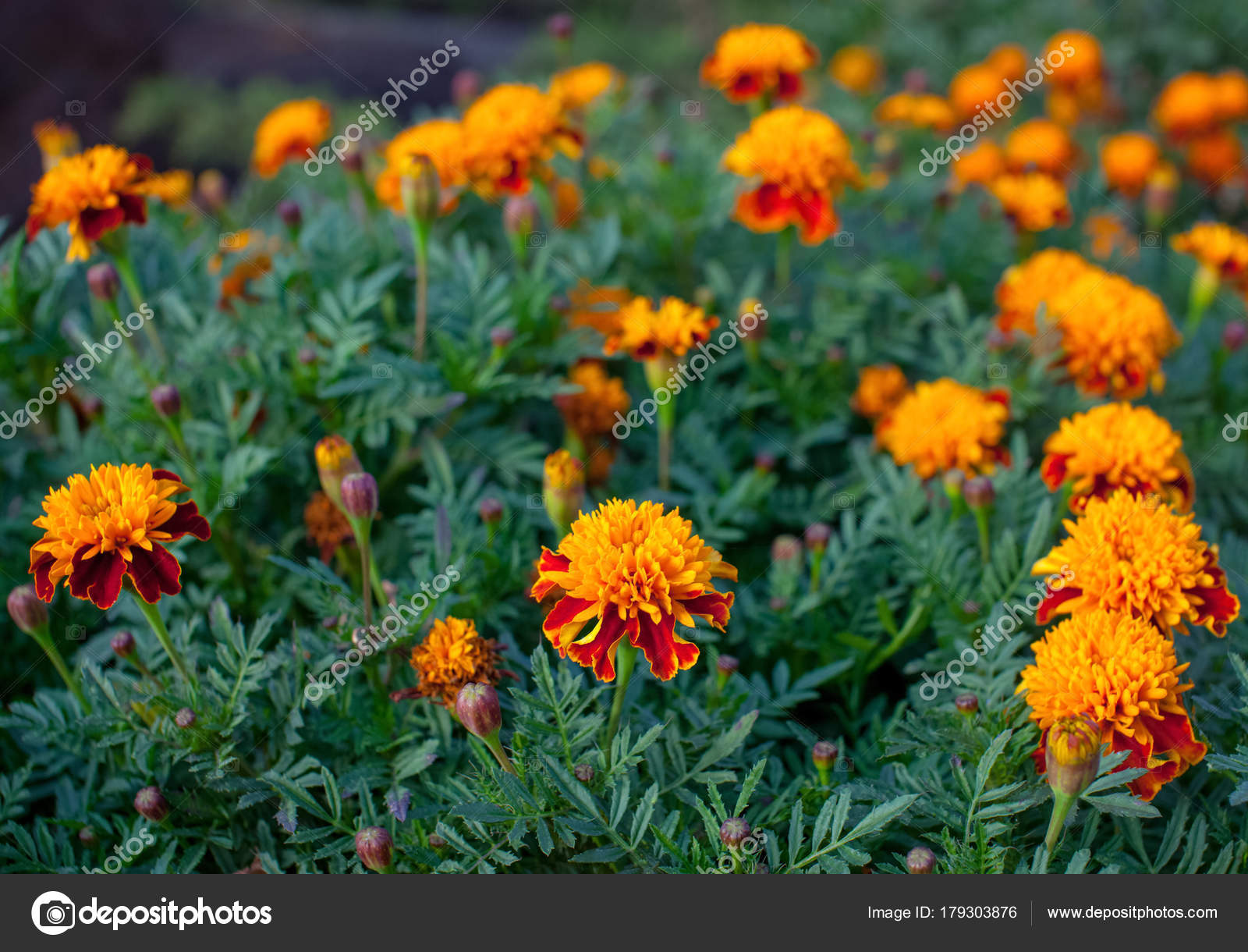 Flower Bed Bright Fragrant Beautiful Orange Luxuriantly Blooming ...