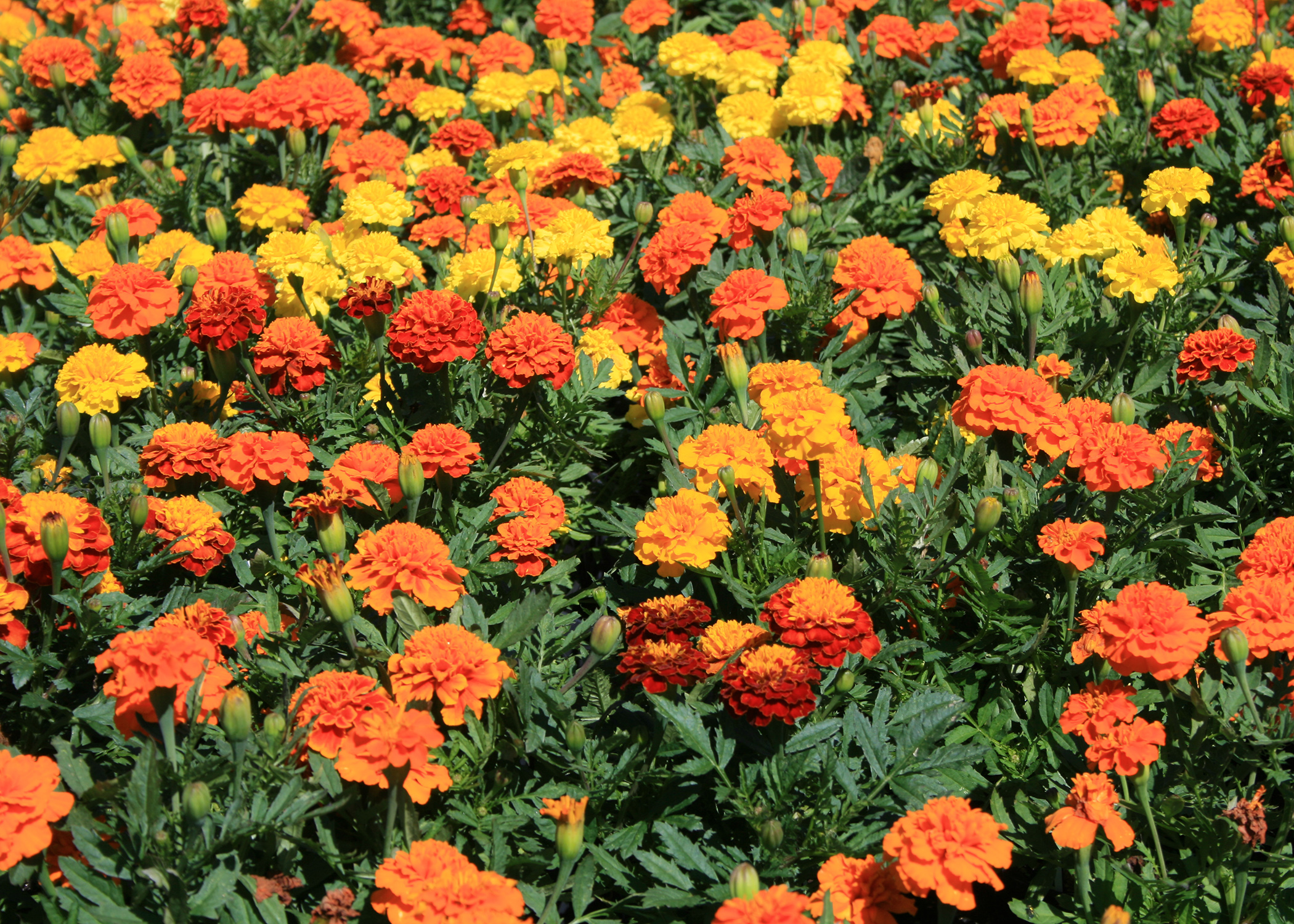 Mari-mums are fall-flowering marigolds | Mississippi State ...