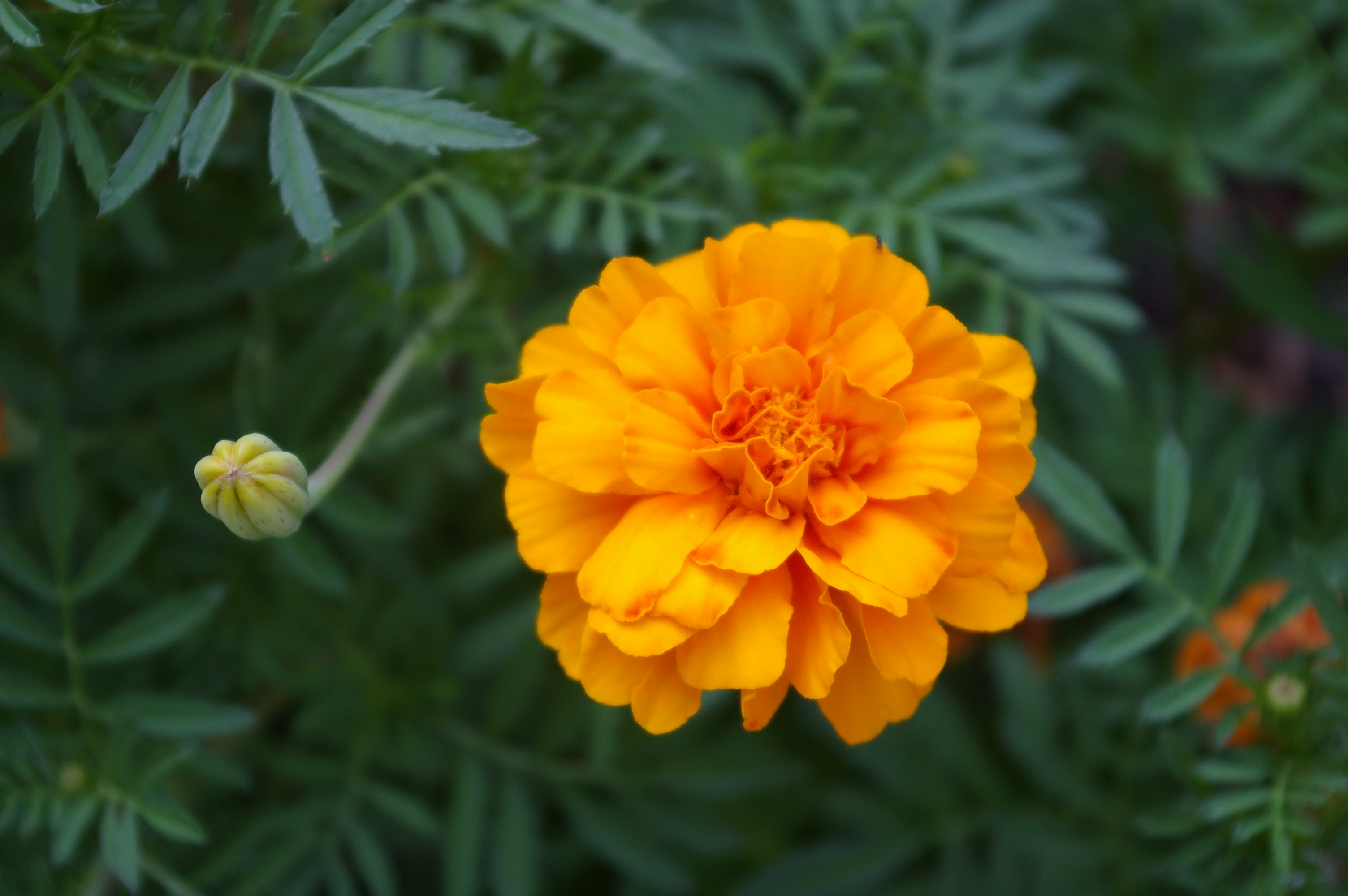 Flowers that Favor the Summer Season | Parsons Pest Management
