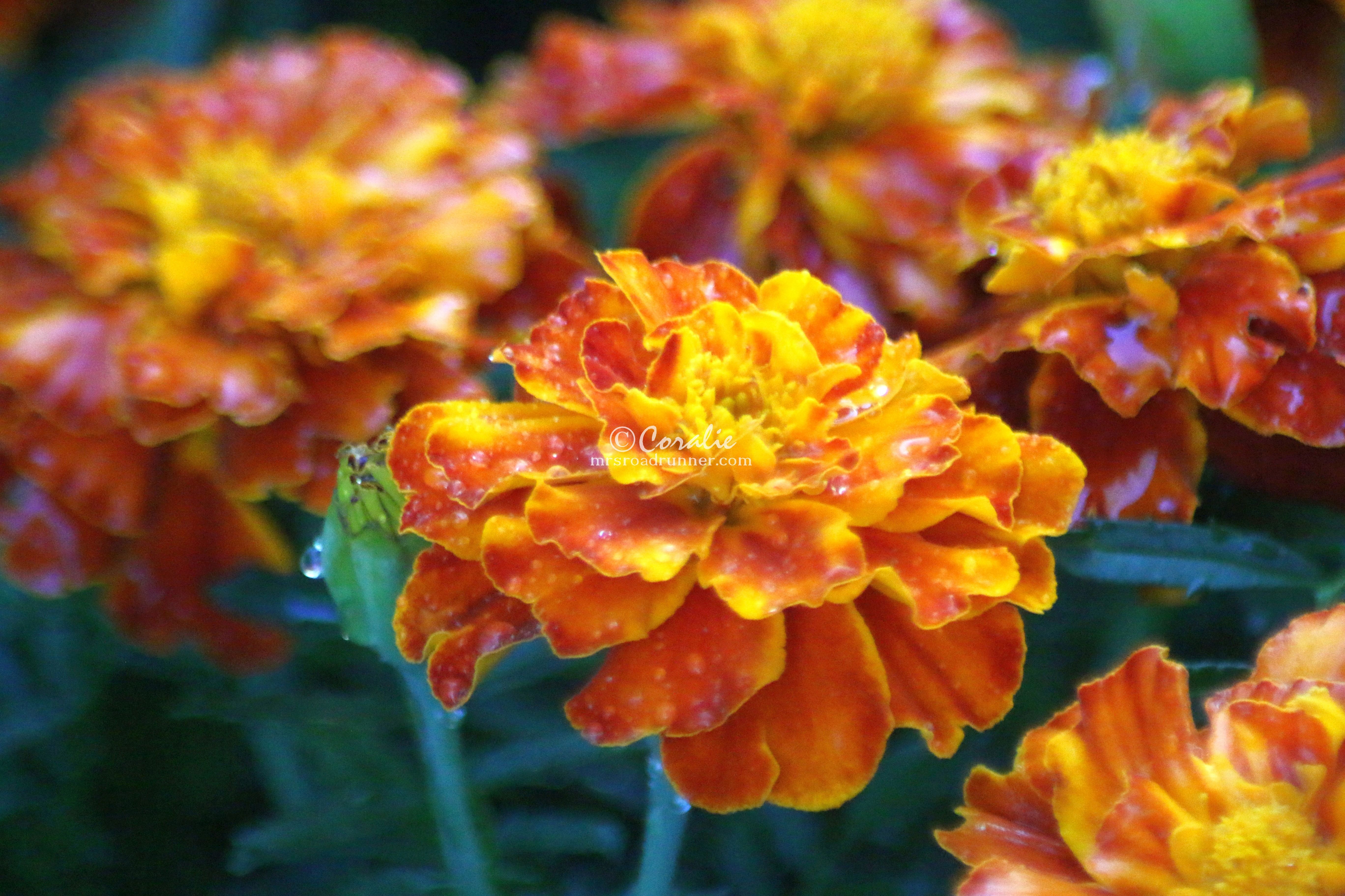 2 marigold flower bloom 305 – Mrsroadrunner Photography Blog