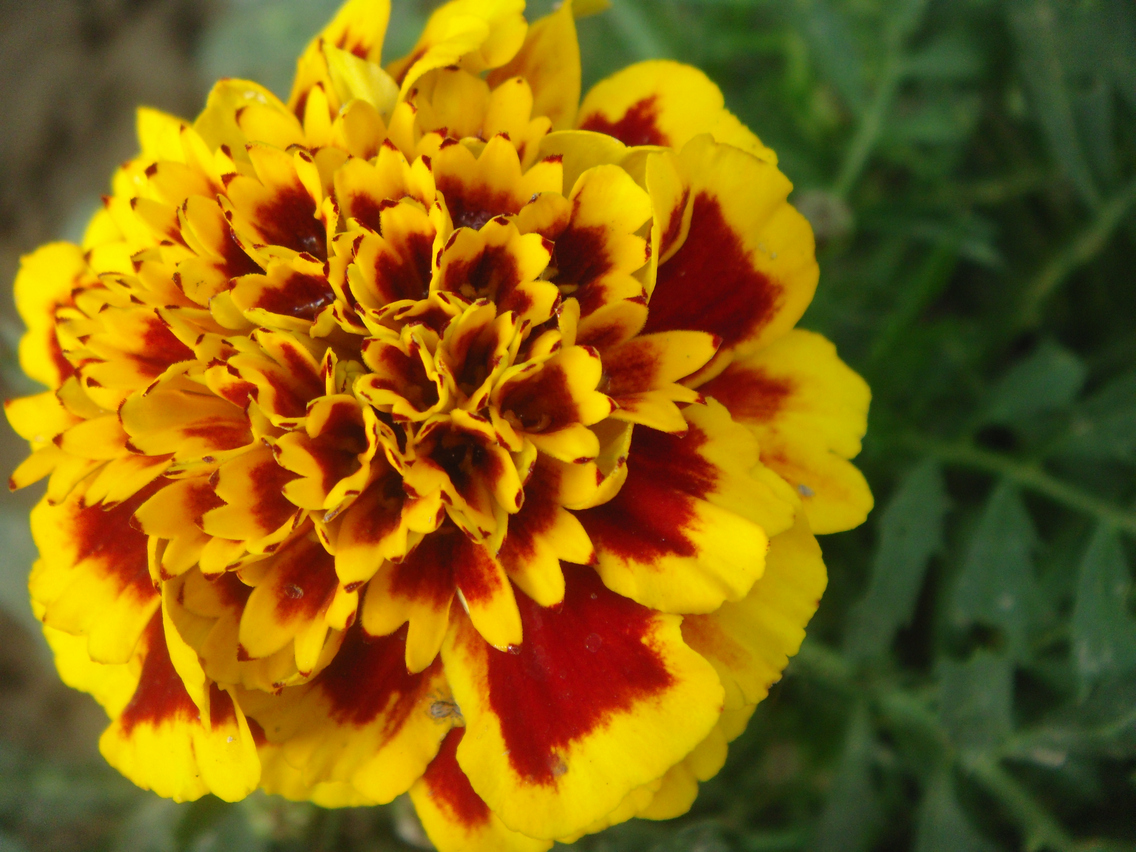 Blooming Friday/Marigolds | Terra farmer