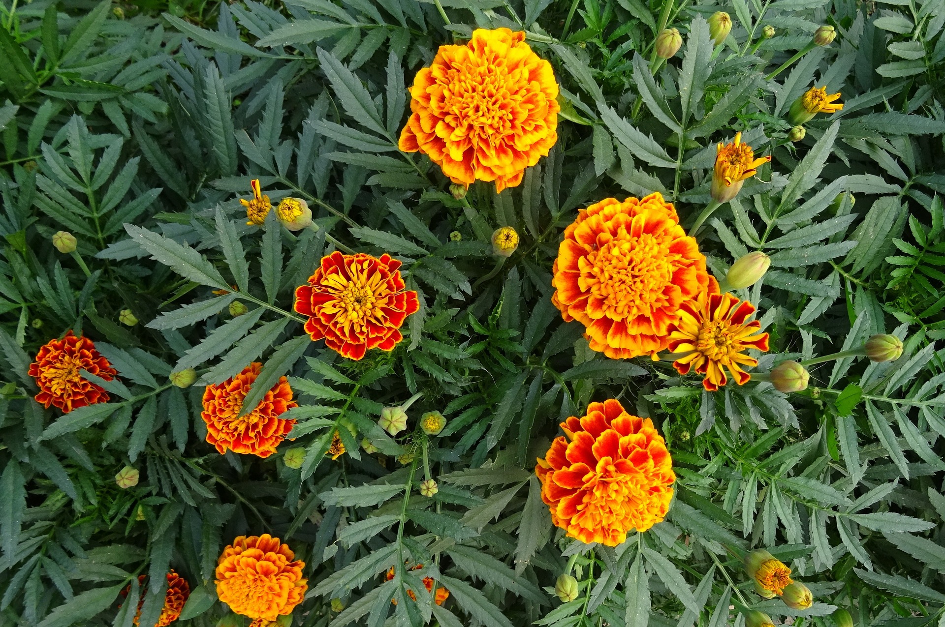 Marigolds: How to Plant and Grow Marigold Flowers | The Old Farmer's ...