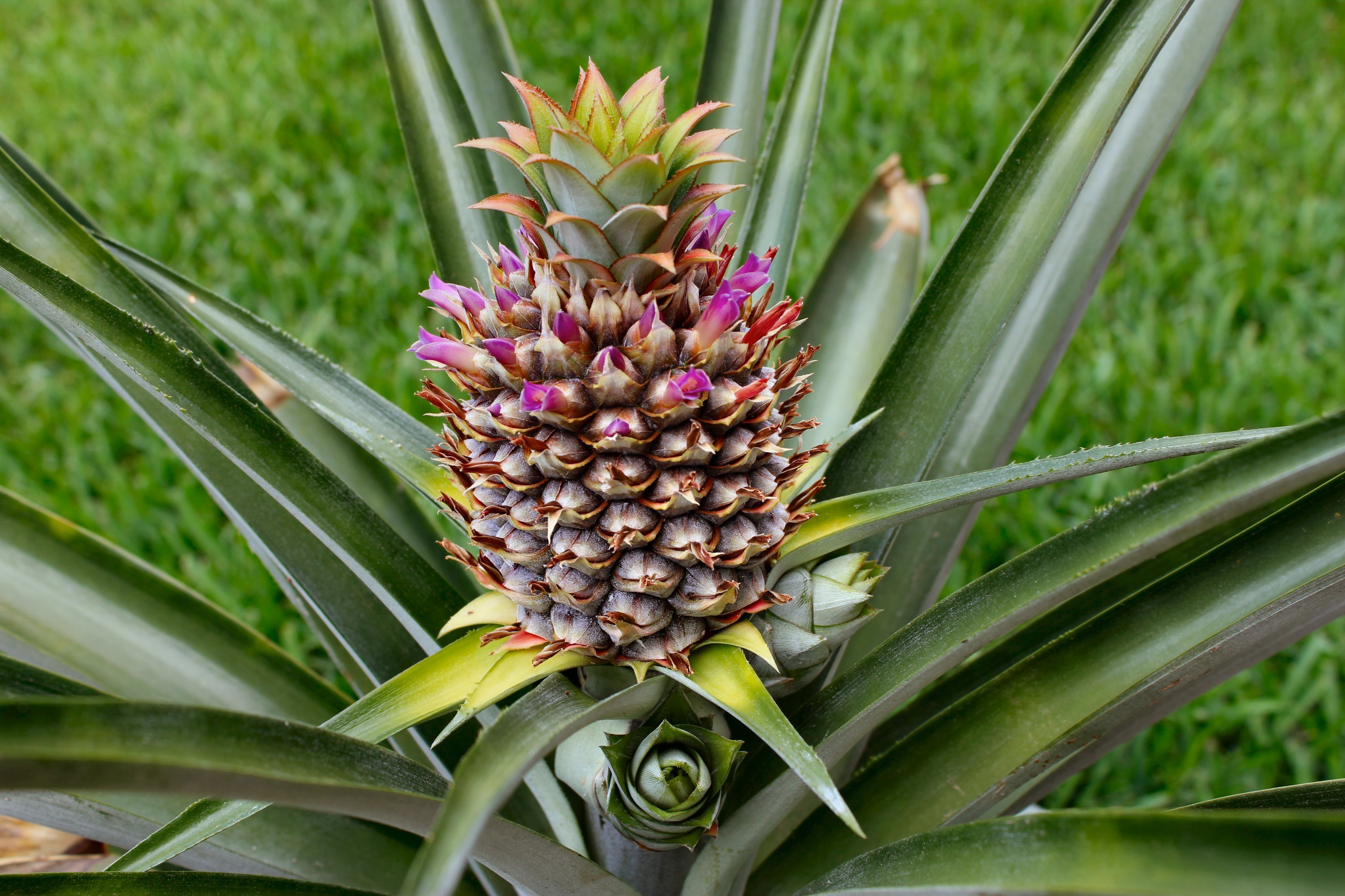 Pineapple Update: A Harvest Tale | Inside NanaBread's Head